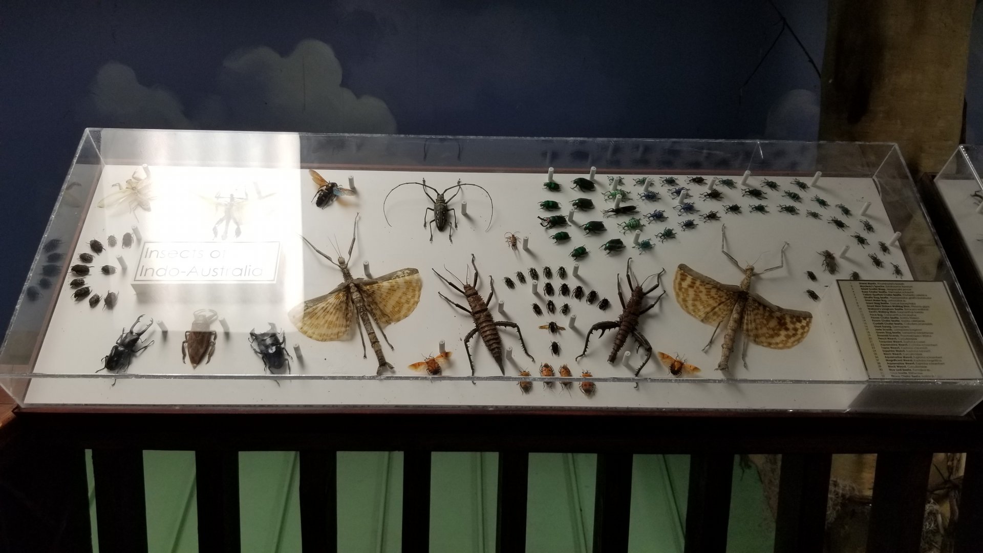 LI Aquarium, Butterfly exhibit, upstairs - Insects of Indo-Australia