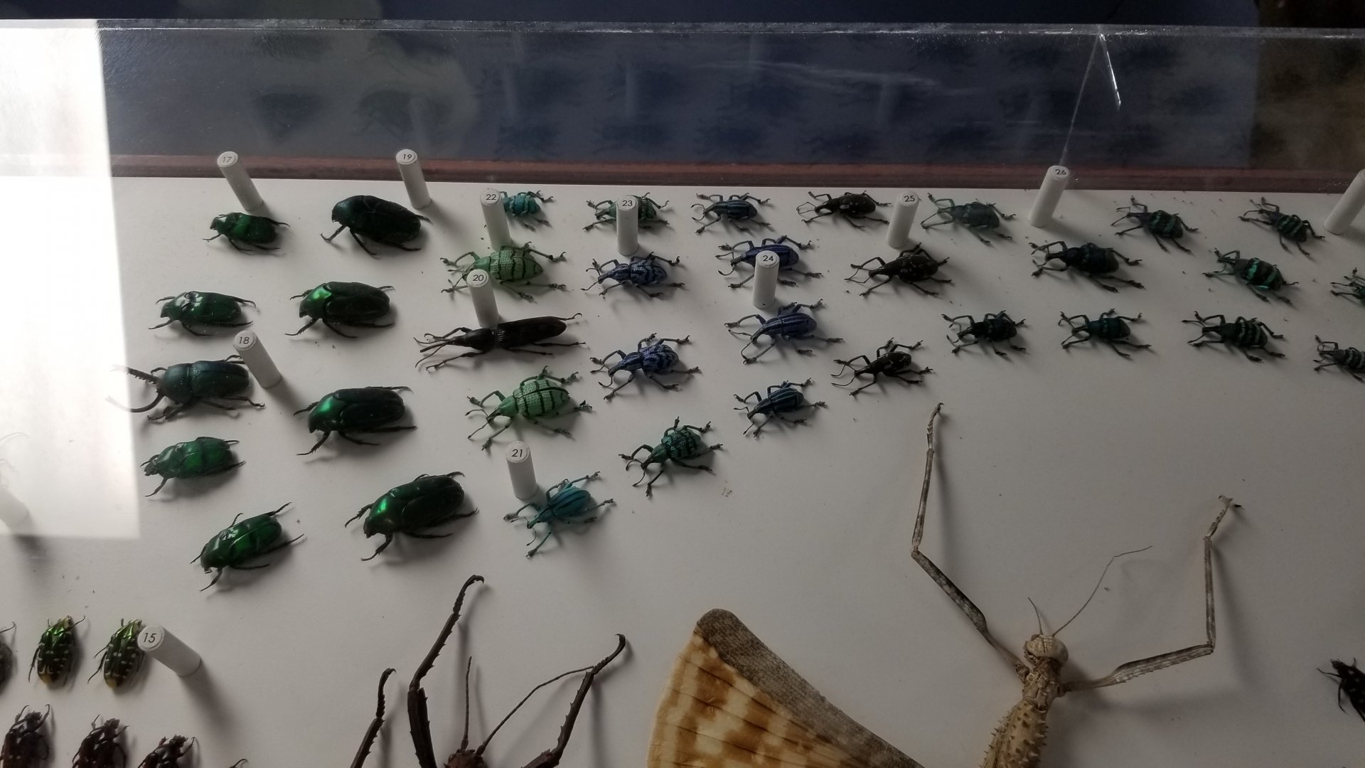 LI Aquarium, Butterfly exhibit, upstairs - Insects of Indo-Australia
