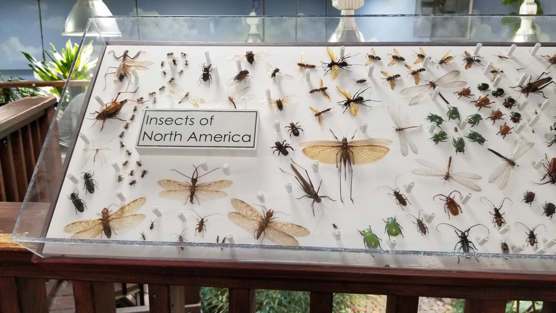 LI Aquarium, Butterfly exhibit, upstairs - Insects of North America