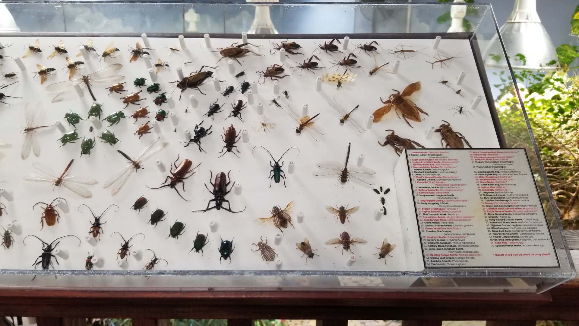 LI Aquarium, Butterfly exhibit, upstairs - Insects of North America