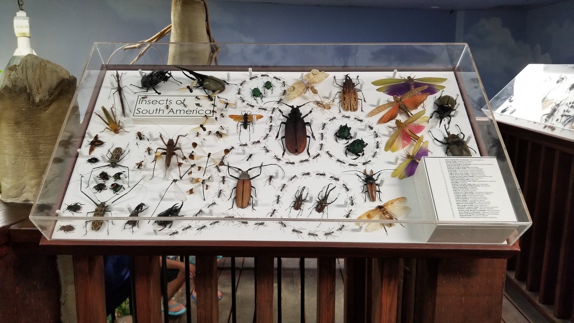 LI Aquarium, Butterfly exhibit, upstairs - Insects of South America