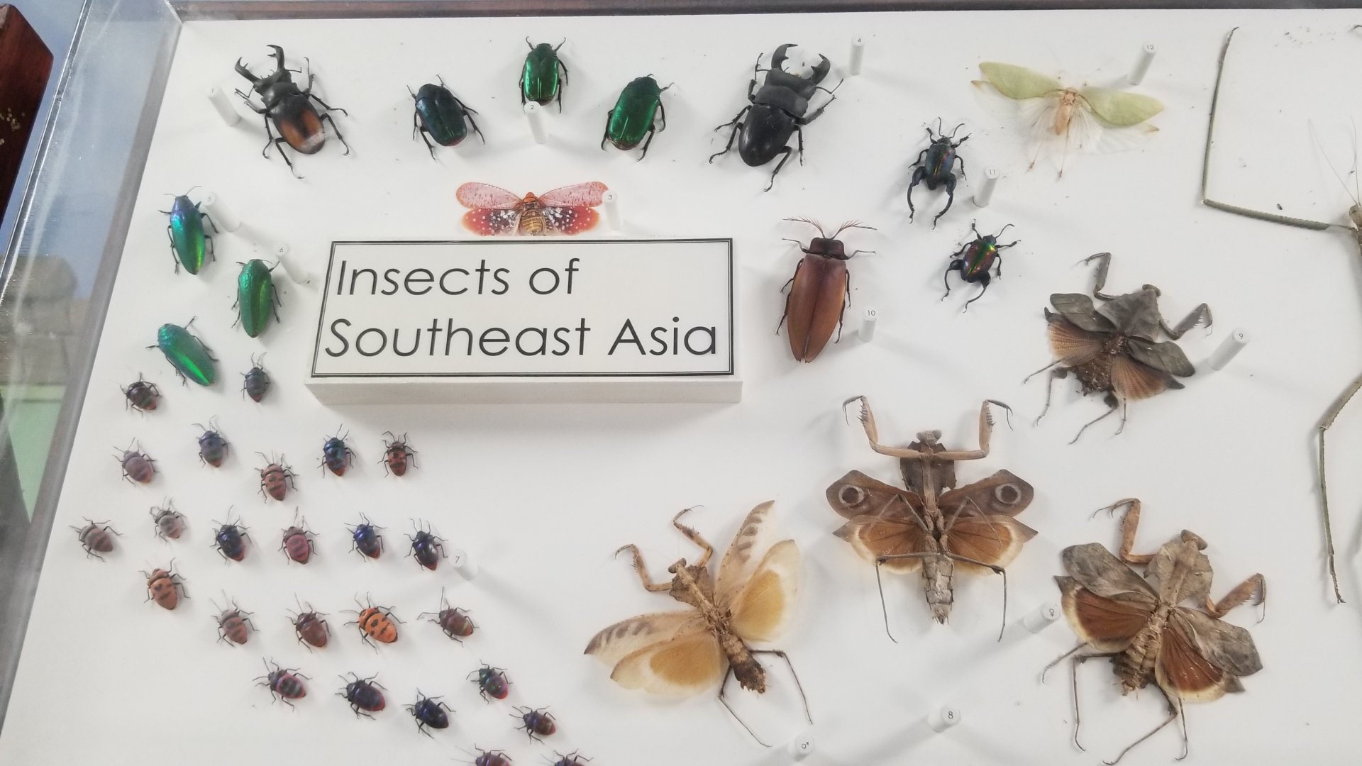 LI Aquarium, Butterfly exhibit, upstairs - Insects of Southeast Asia