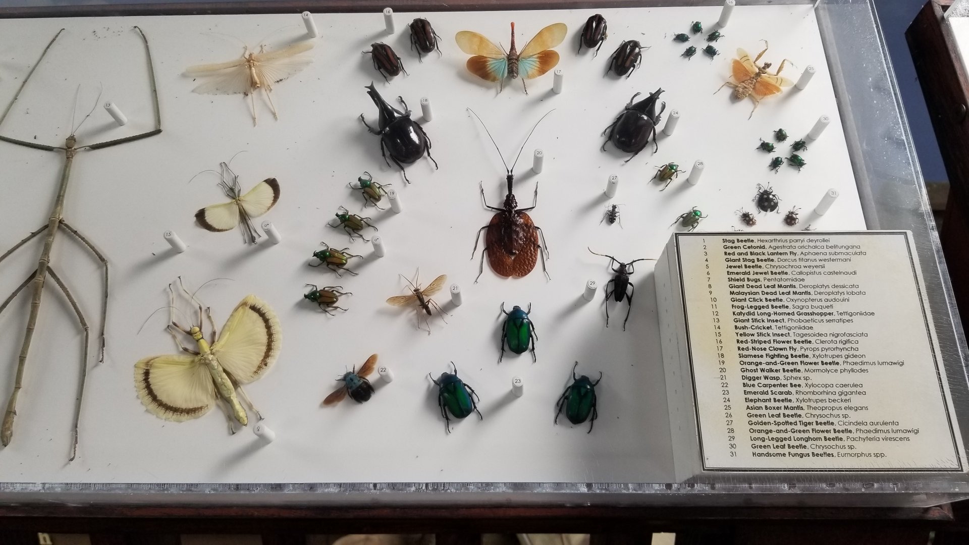 LI Aquarium, Butterfly exhibit, upstairs - Insects of Southeast Asia