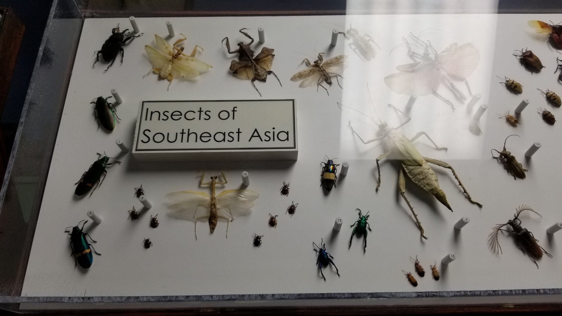 LI Aquarium, Butterfly exhibit, upstairs - Insects of Southeast Asia