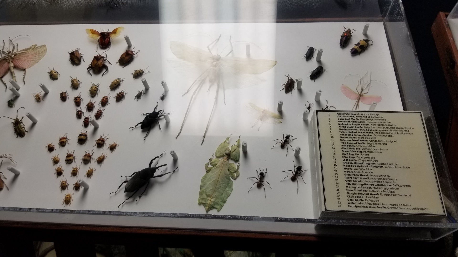 LI Aquarium, Butterfly exhibit, upstairs - Insects of Southeast Asia