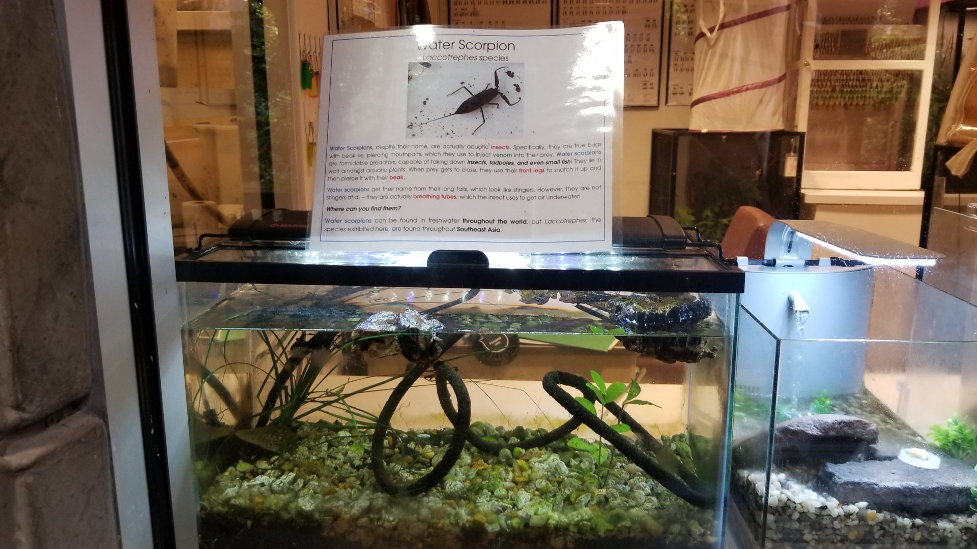 LI Aquarium, Butterfly exhibit - Water scorpion