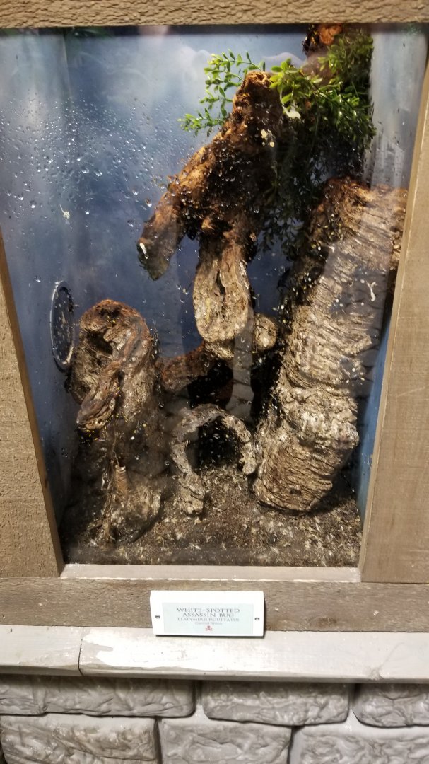 LI Aquarium, Butterfly exhibit - White-spotted assassin bug