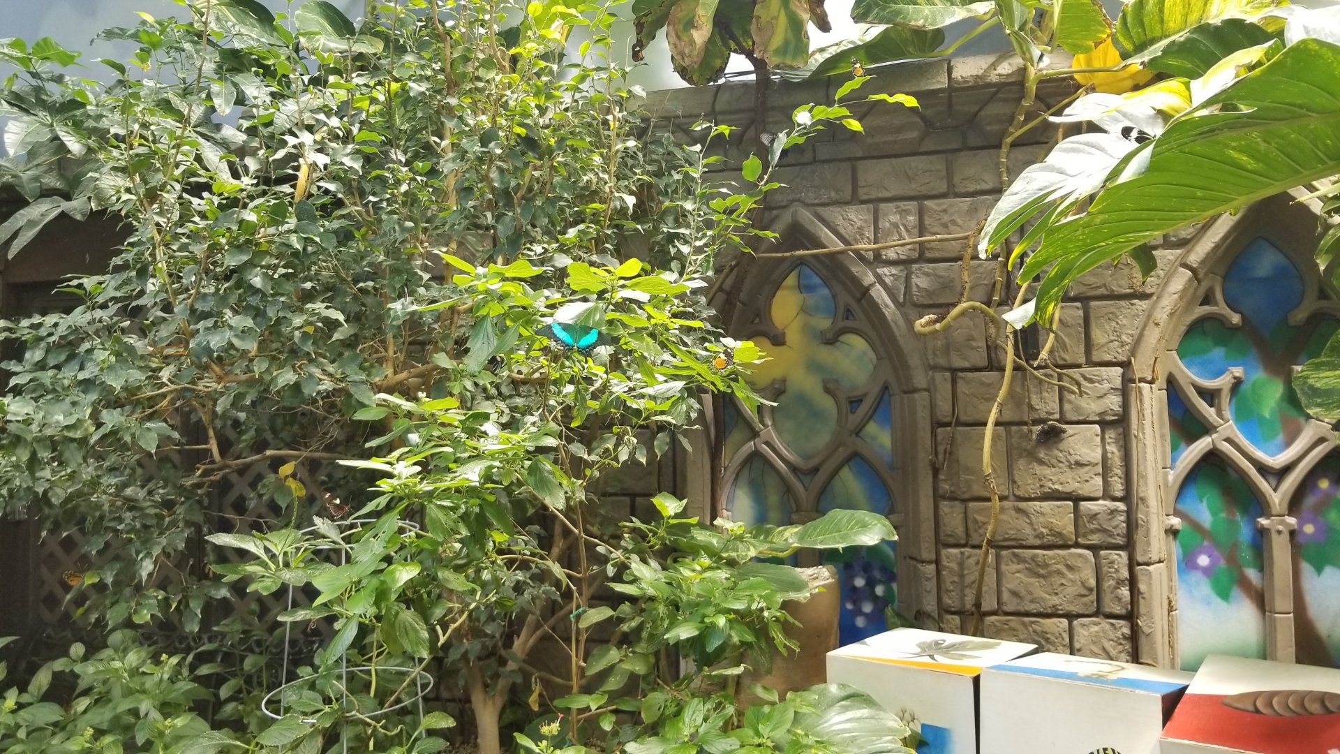 LI Aquarium, Butterfly exhibit