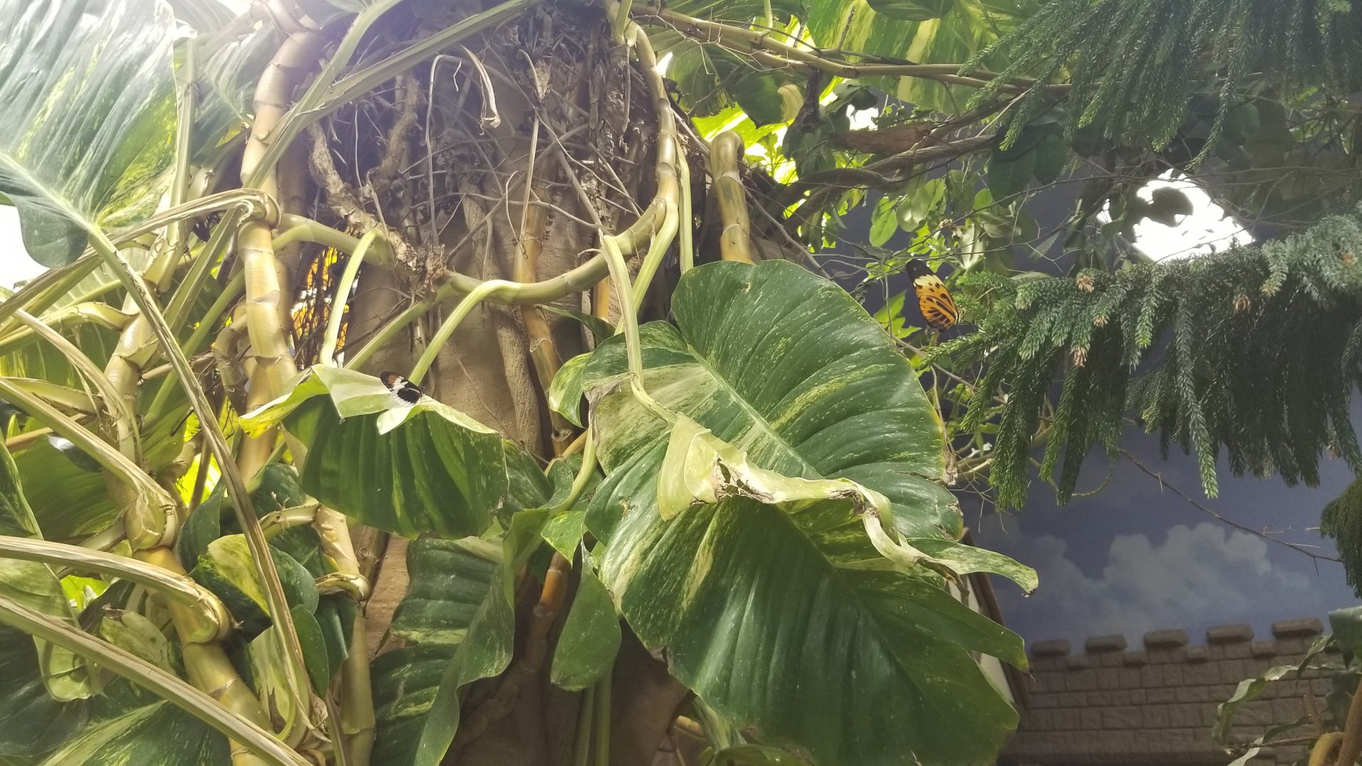 LI Aquarium, Butterfly exhibit