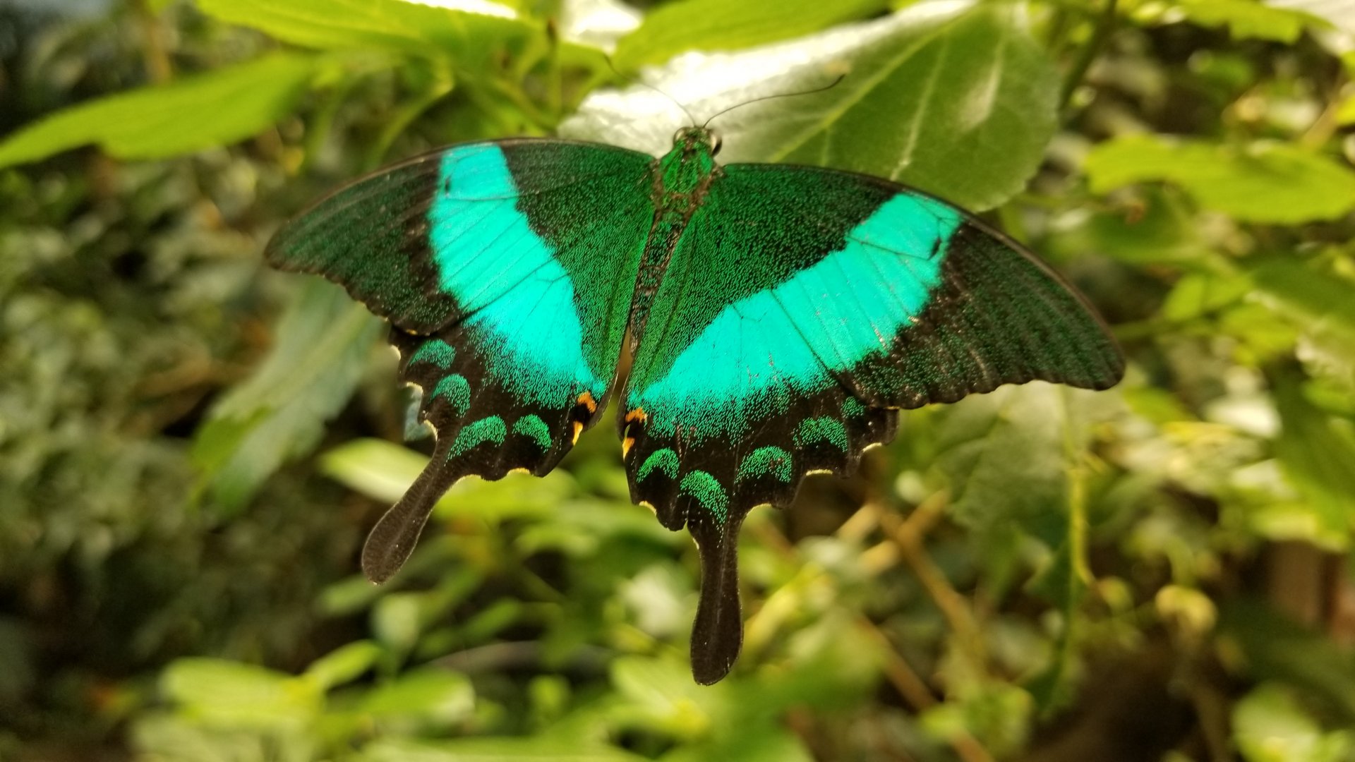 LI Aquarium, Butterfly exhibit