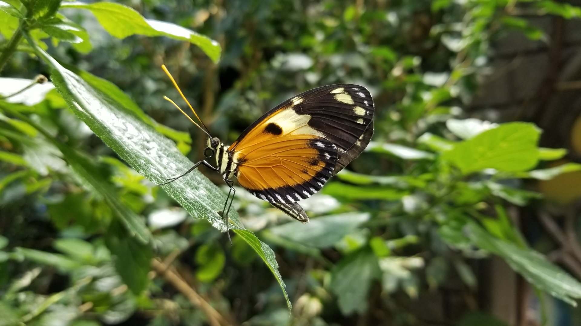 LI Aquarium, Butterfly exhibit