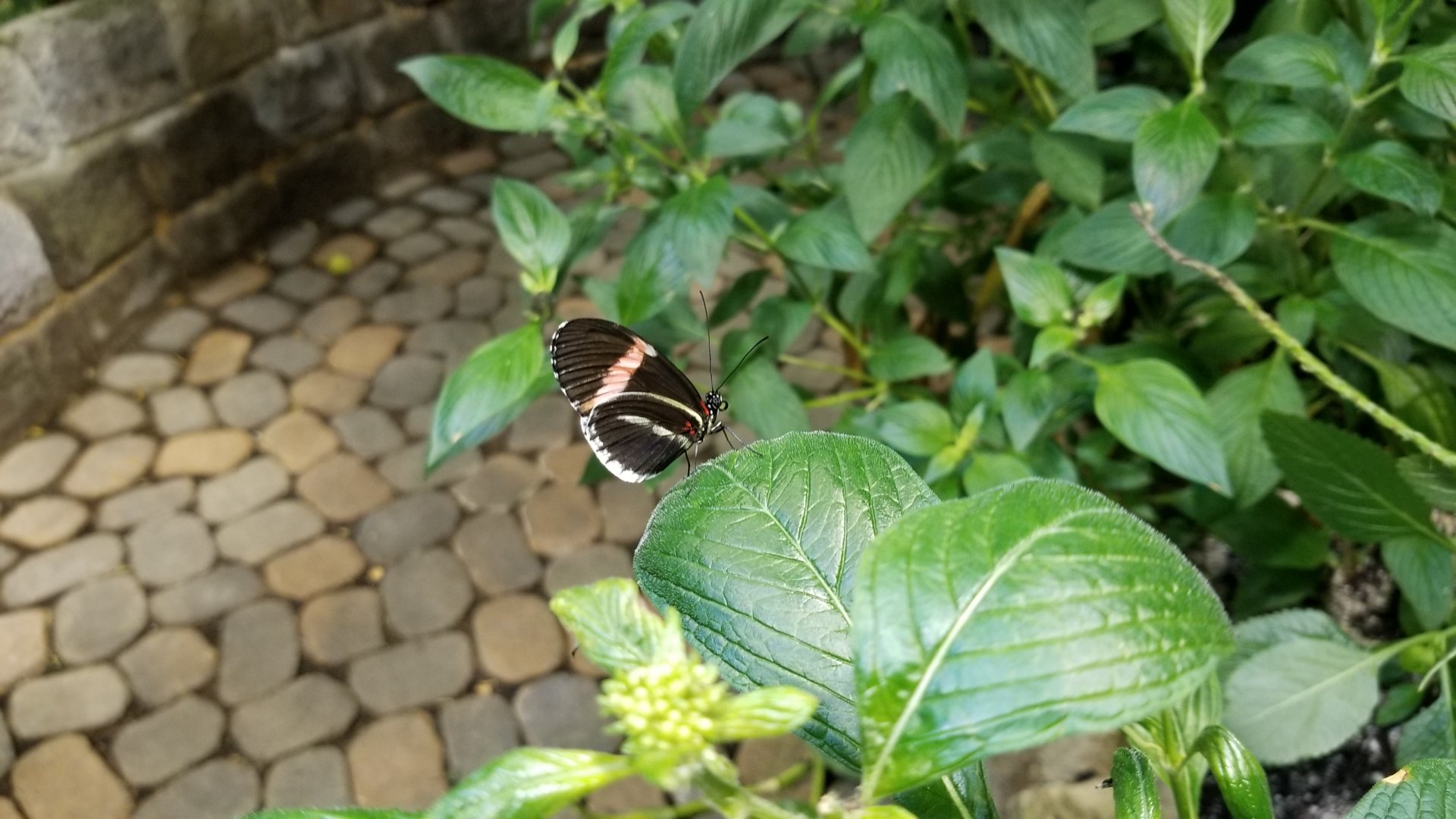 LI Aquarium, Butterfly exhibit