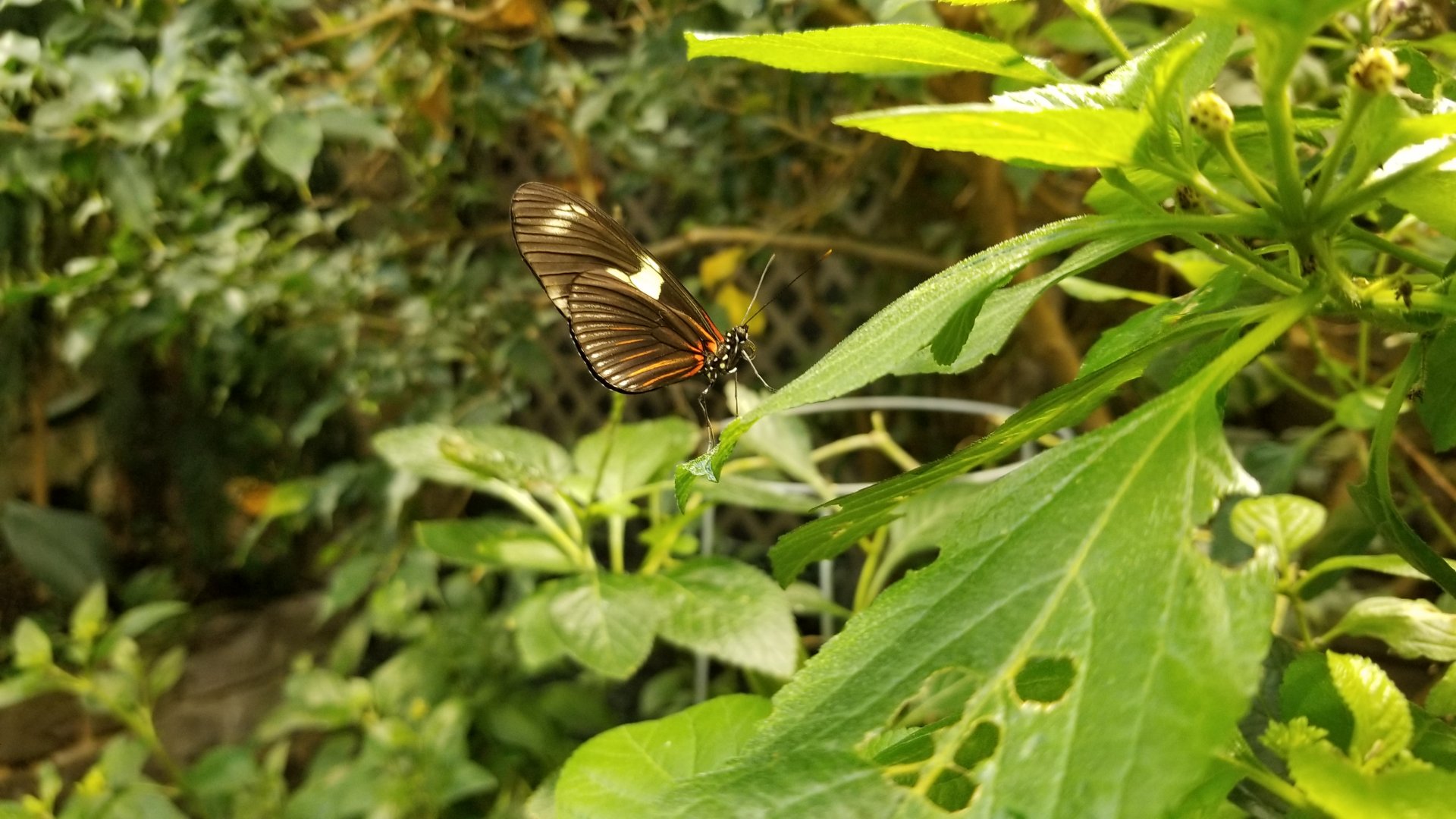 LI Aquarium, Butterfly exhibit