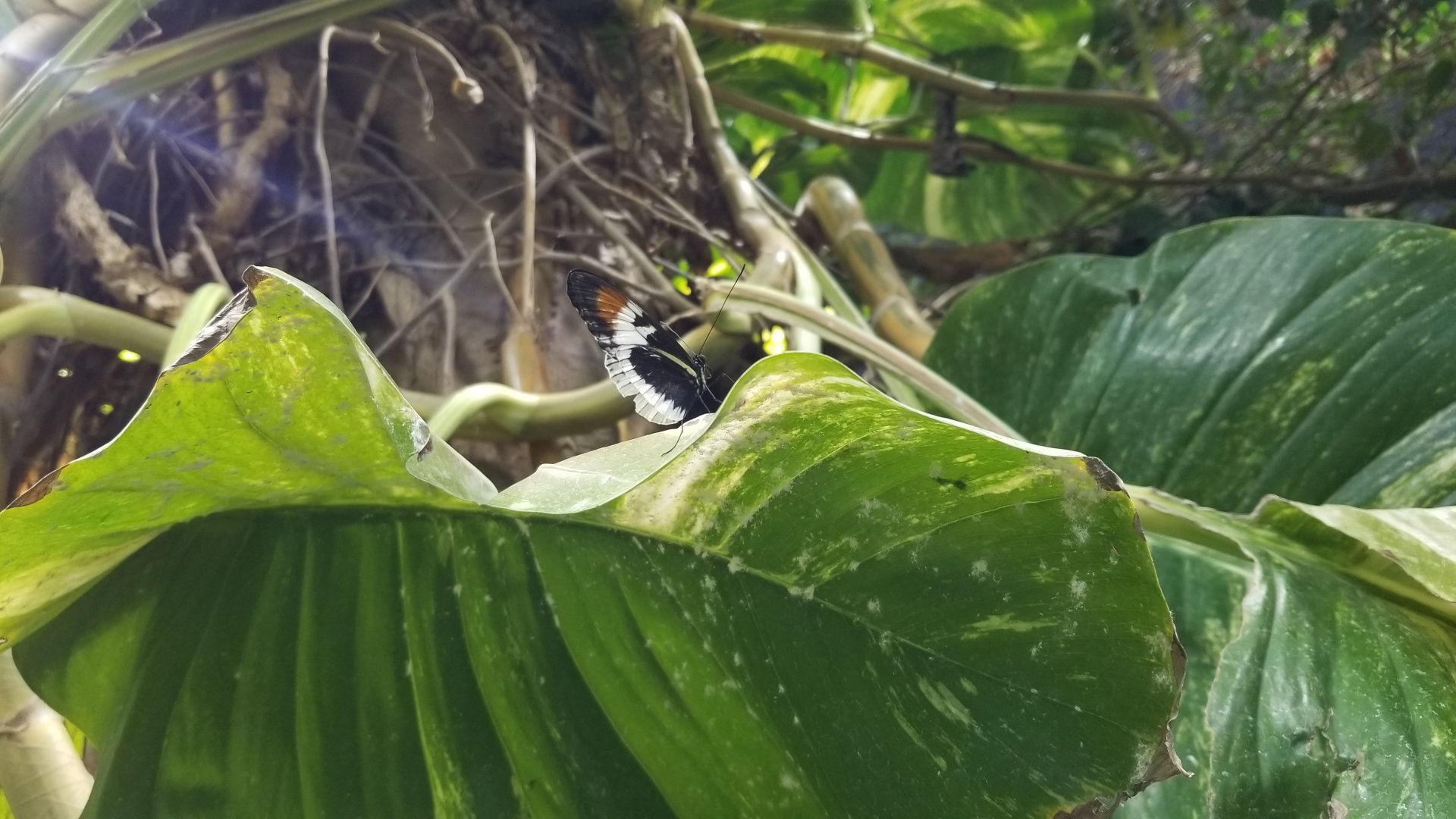 LI Aquarium, Butterfly exhibit