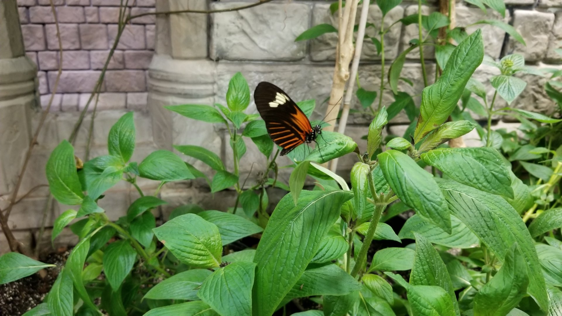 LI Aquarium, Butterfly exhibit