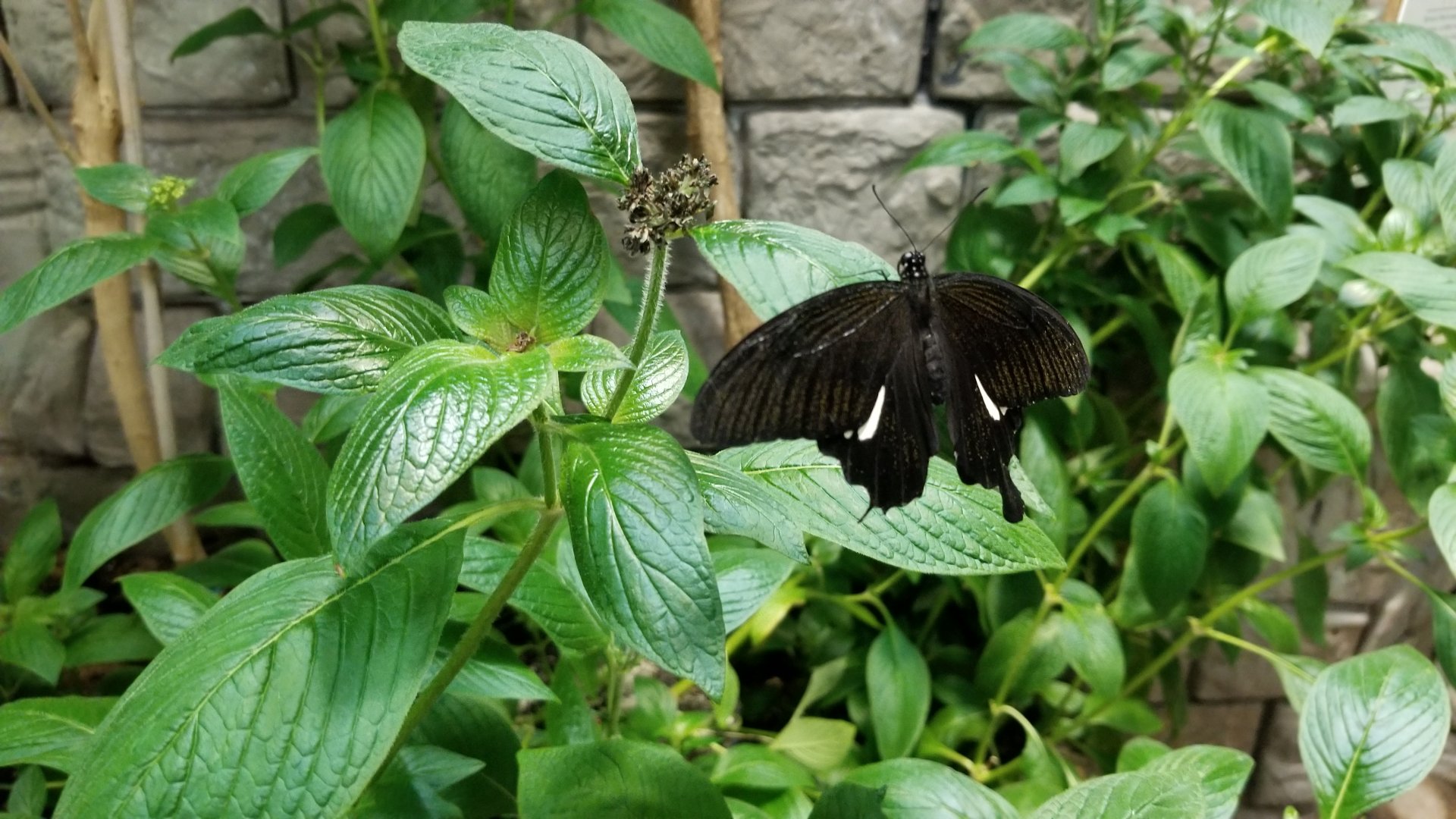 LI Aquarium, Butterfly exhibit