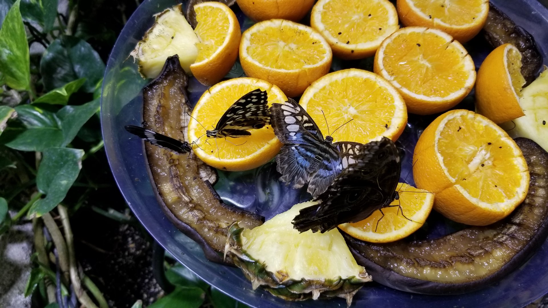 LI Aquarium, Butterfly exhibit