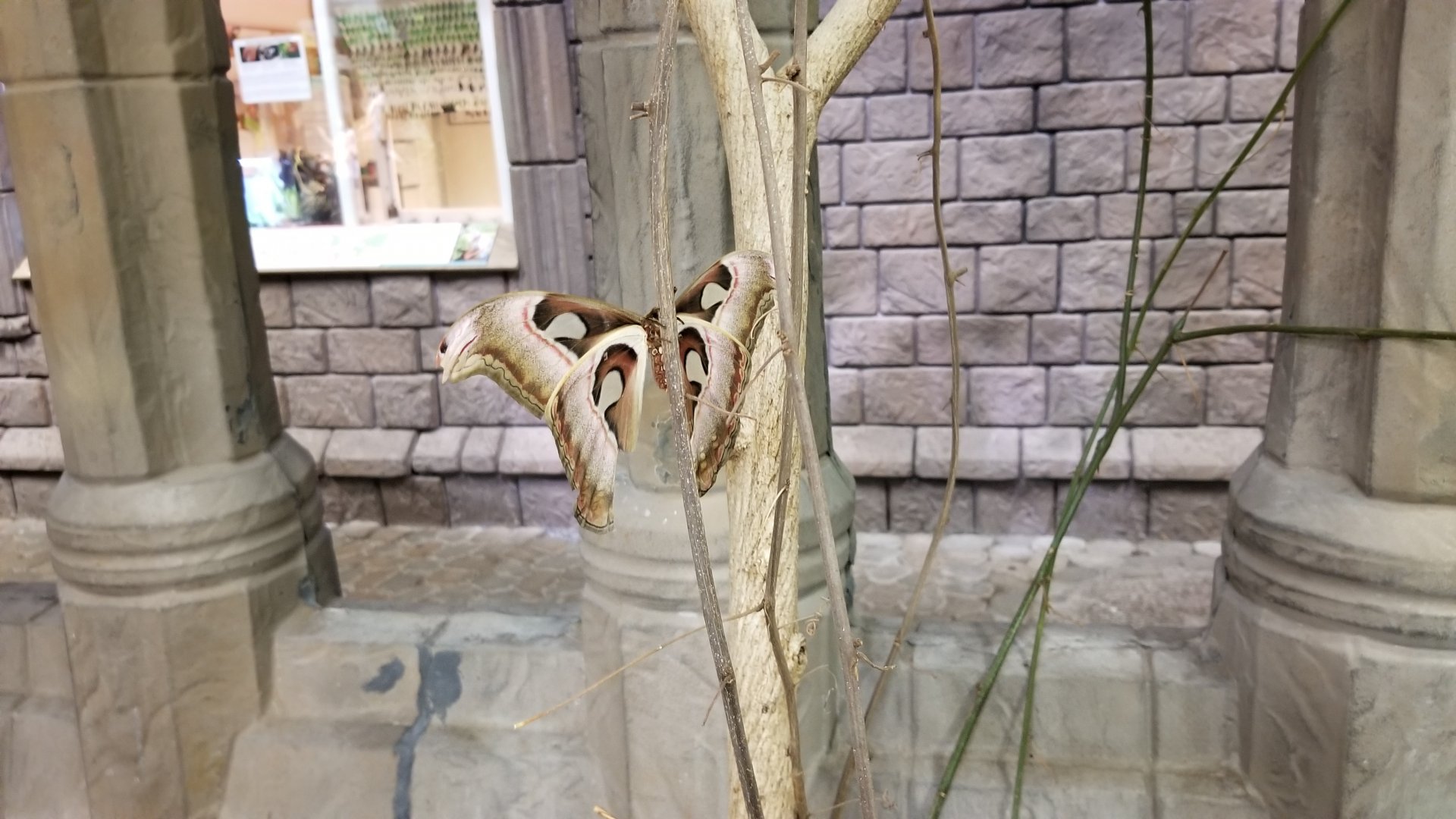 LI Aquarium, Butterfly exhibit