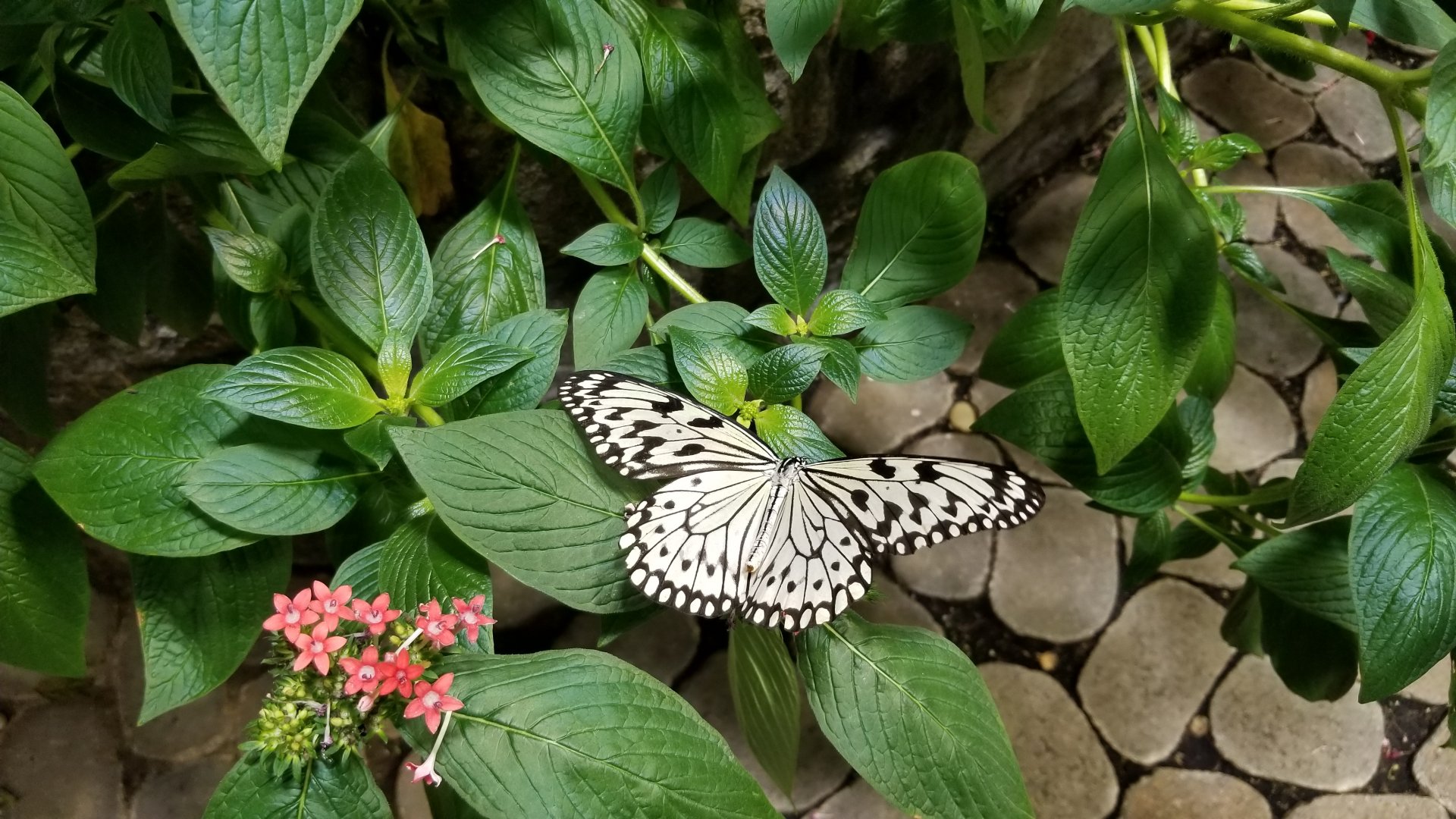LI Aquarium, Butterfly exhibit