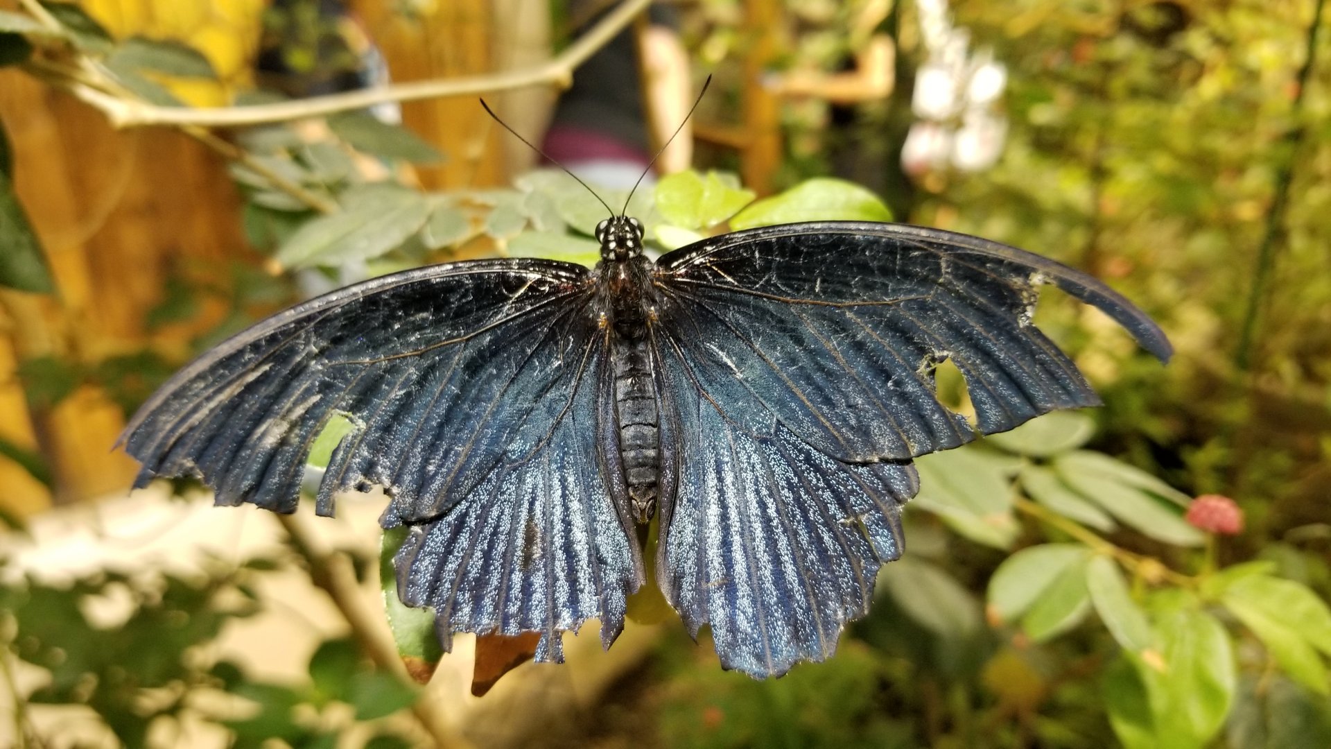LI Aquarium, Butterfly exhibit