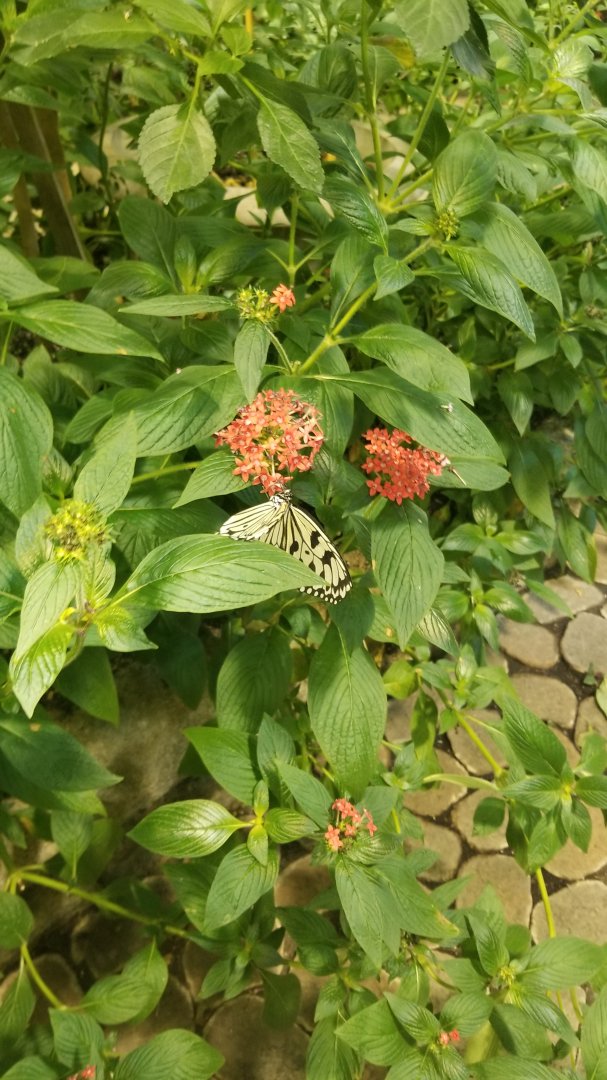 LI Aquarium, Butterfly exhibit