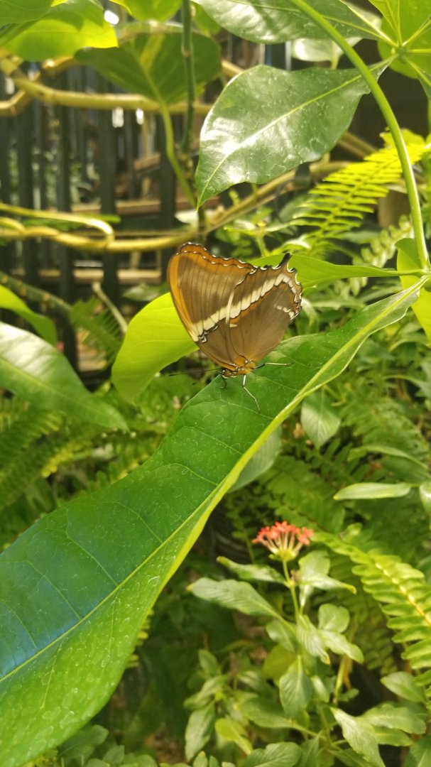 LI Aquarium, Butterfly exhibit