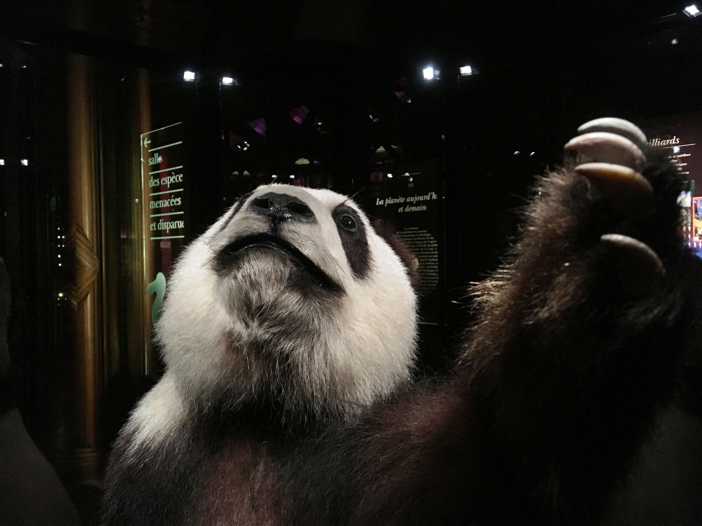 Li Li, Giant panda (Ailuropoda melanoleuca); November 24th 2018