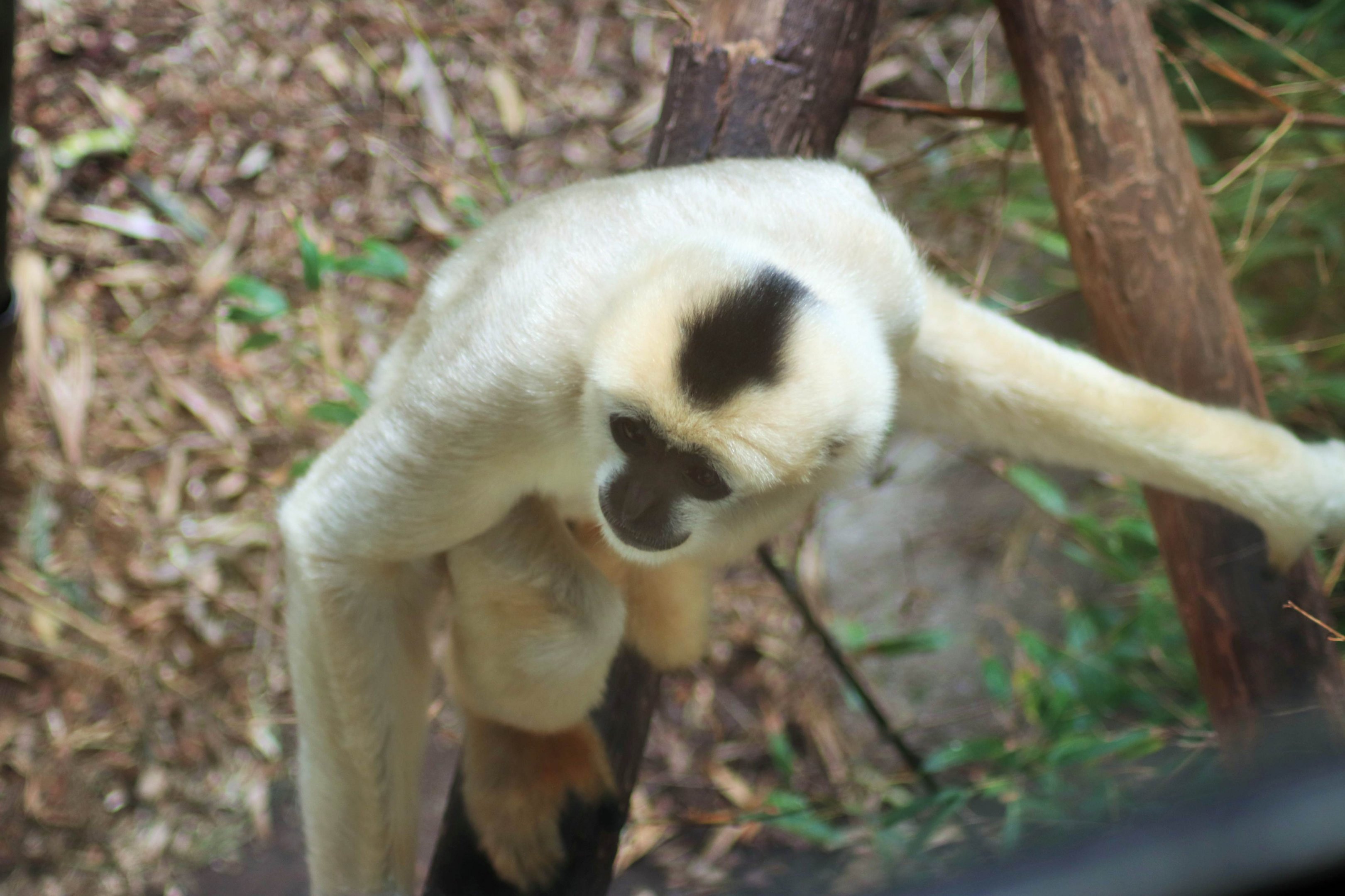 'Li-Lian' the White-cheeked Gibbon (Nomascus leucogenys)