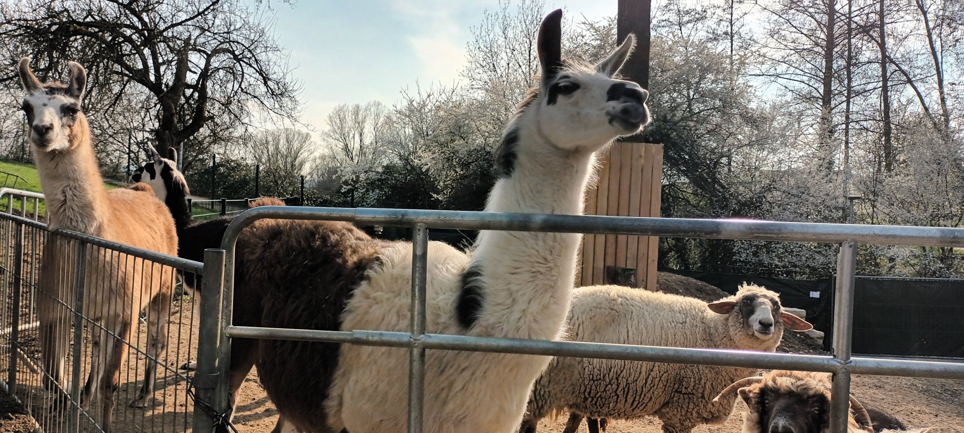 Liamas and Domestic Sheeps