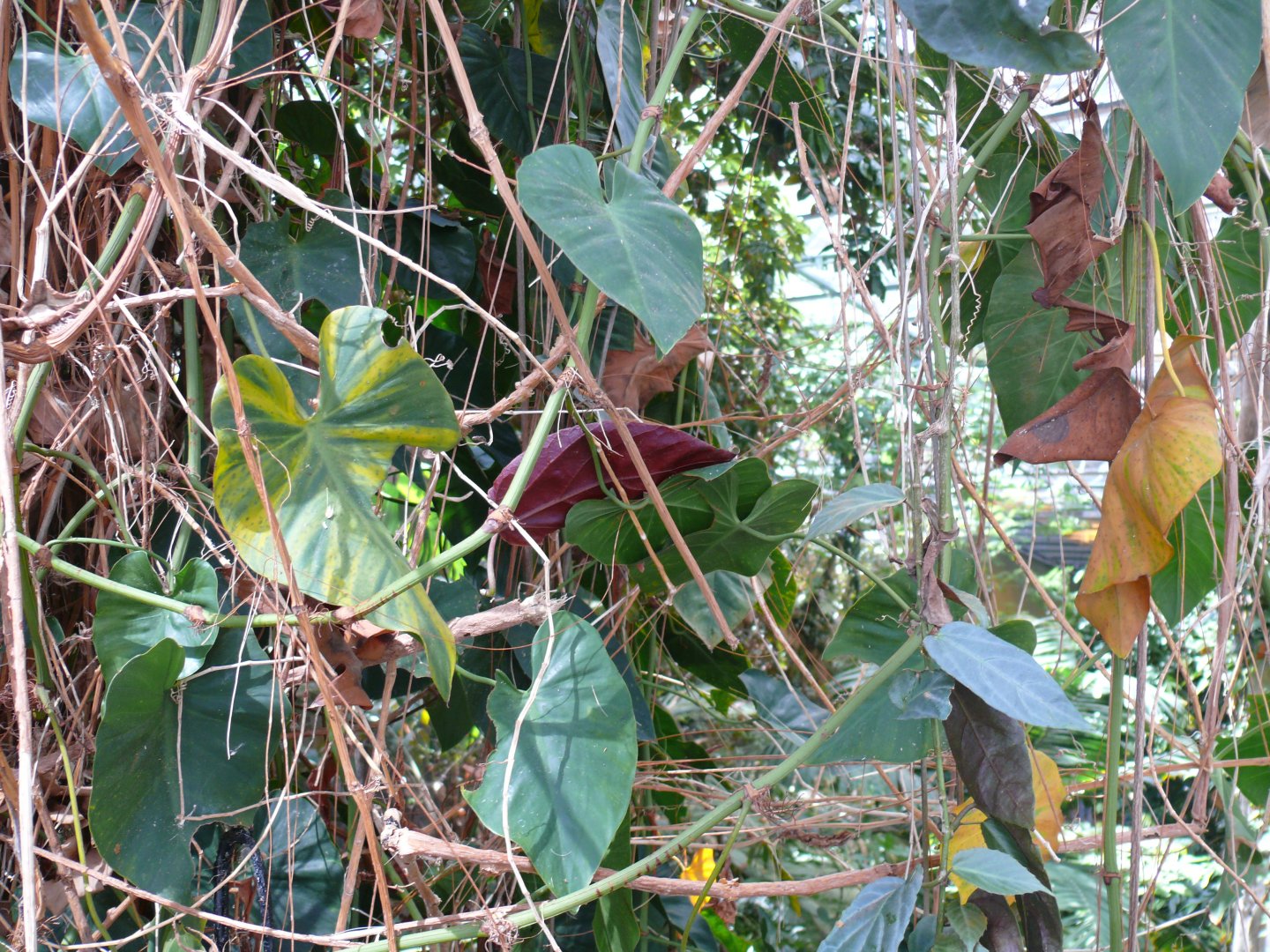 Lianas and vines - reopening 31-08-2020