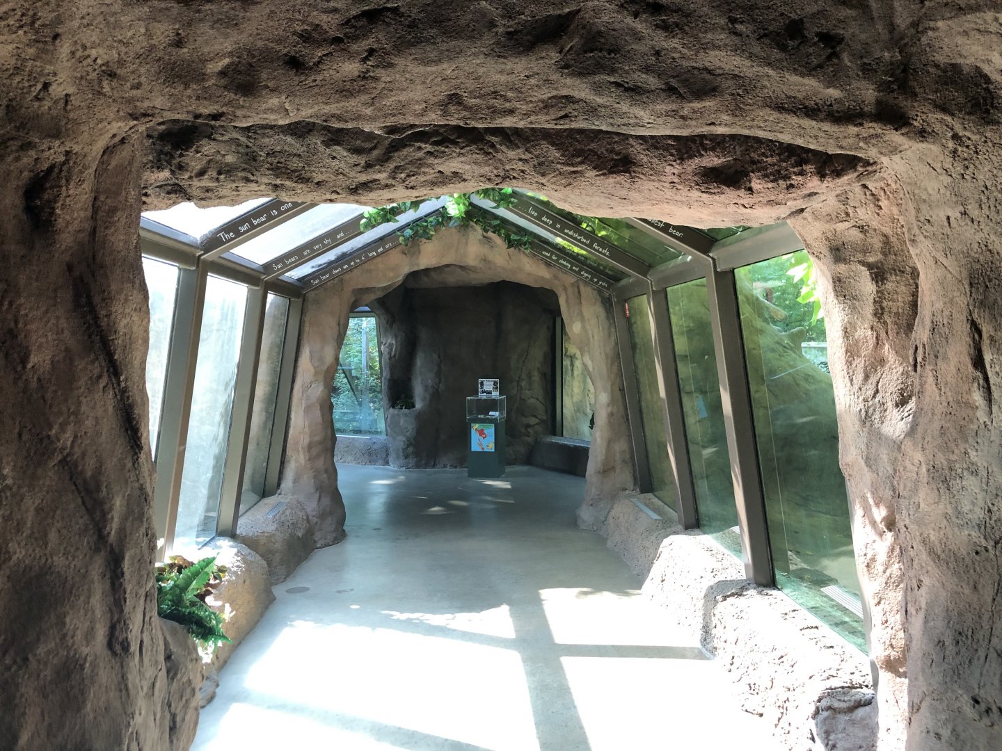 Lianas Forest Tunnel