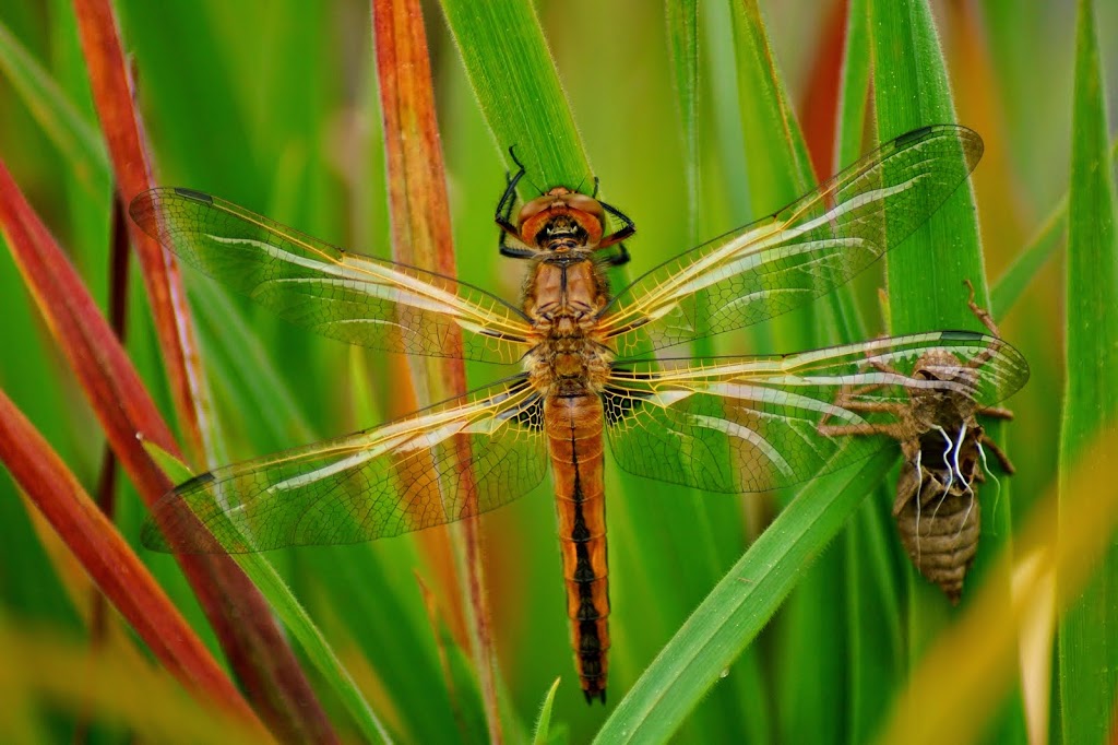 Libellula fulva