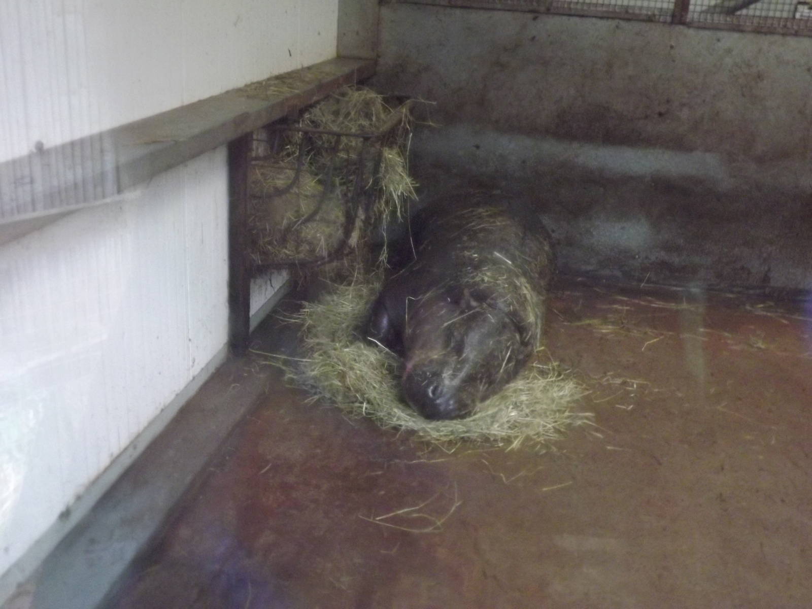 Liberian pygmy Hippo at South Lakes WAP 26/11/11