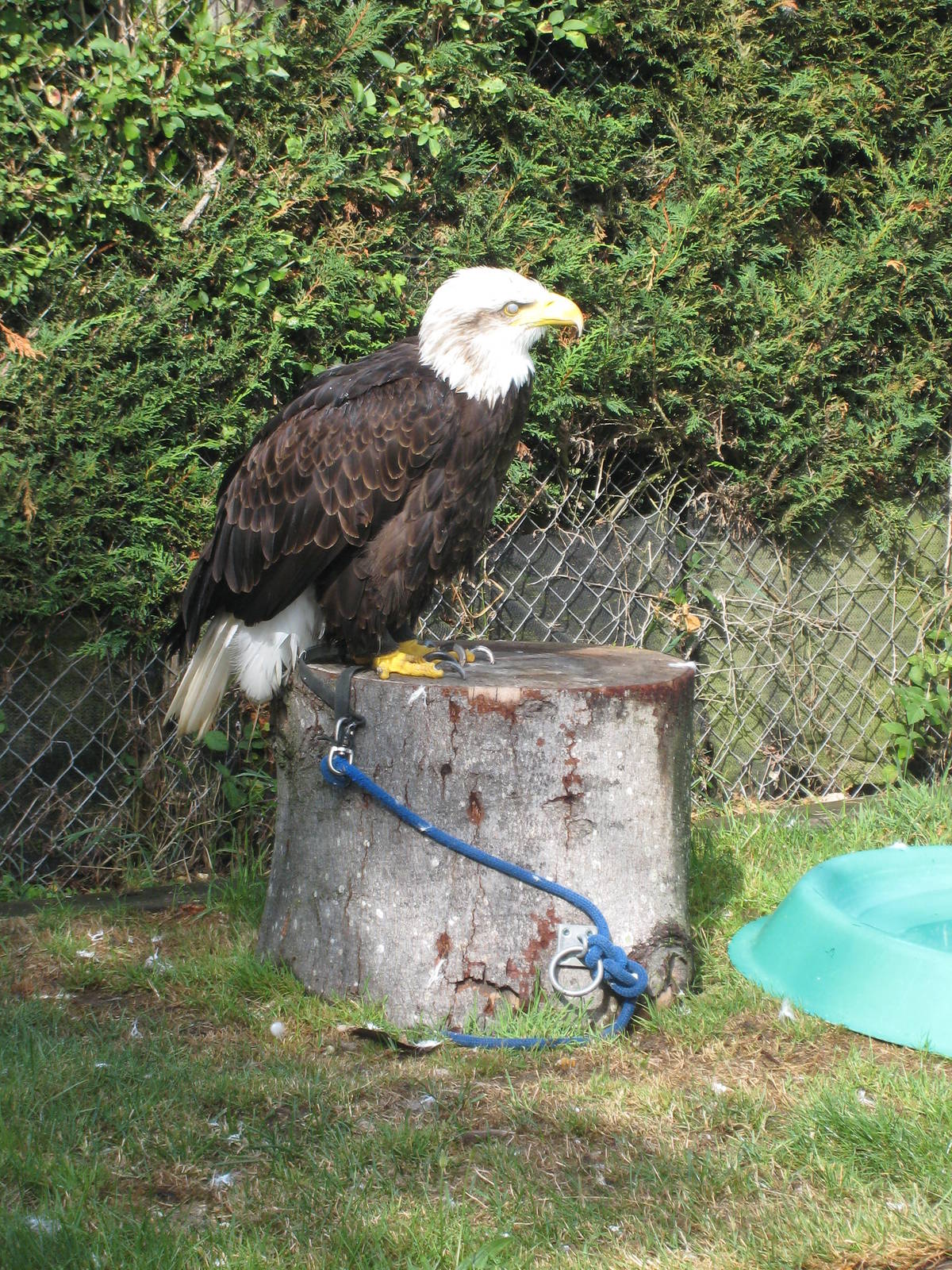 "Liberty" Bald Eagle at Liberty`s
