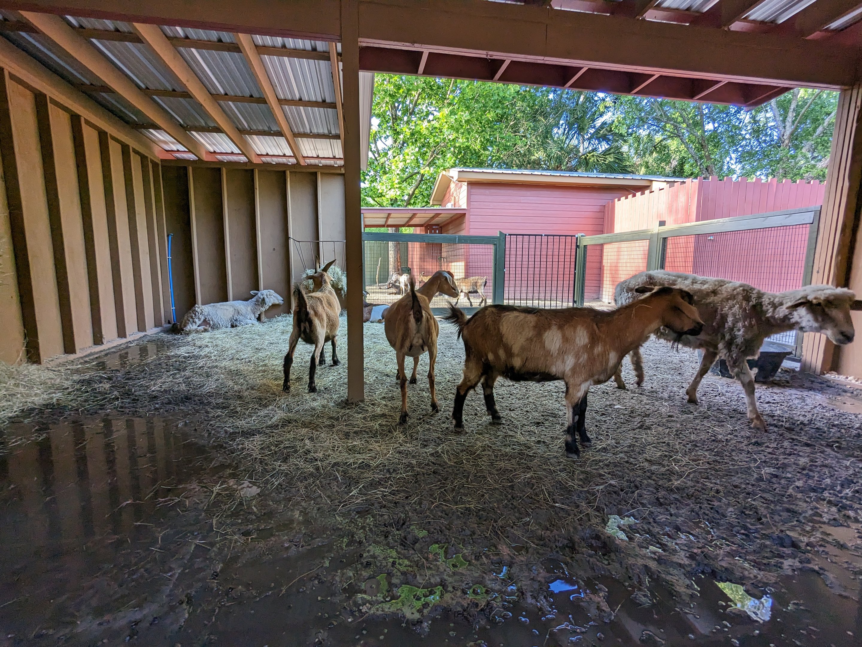Liberty Farms - petting zoo