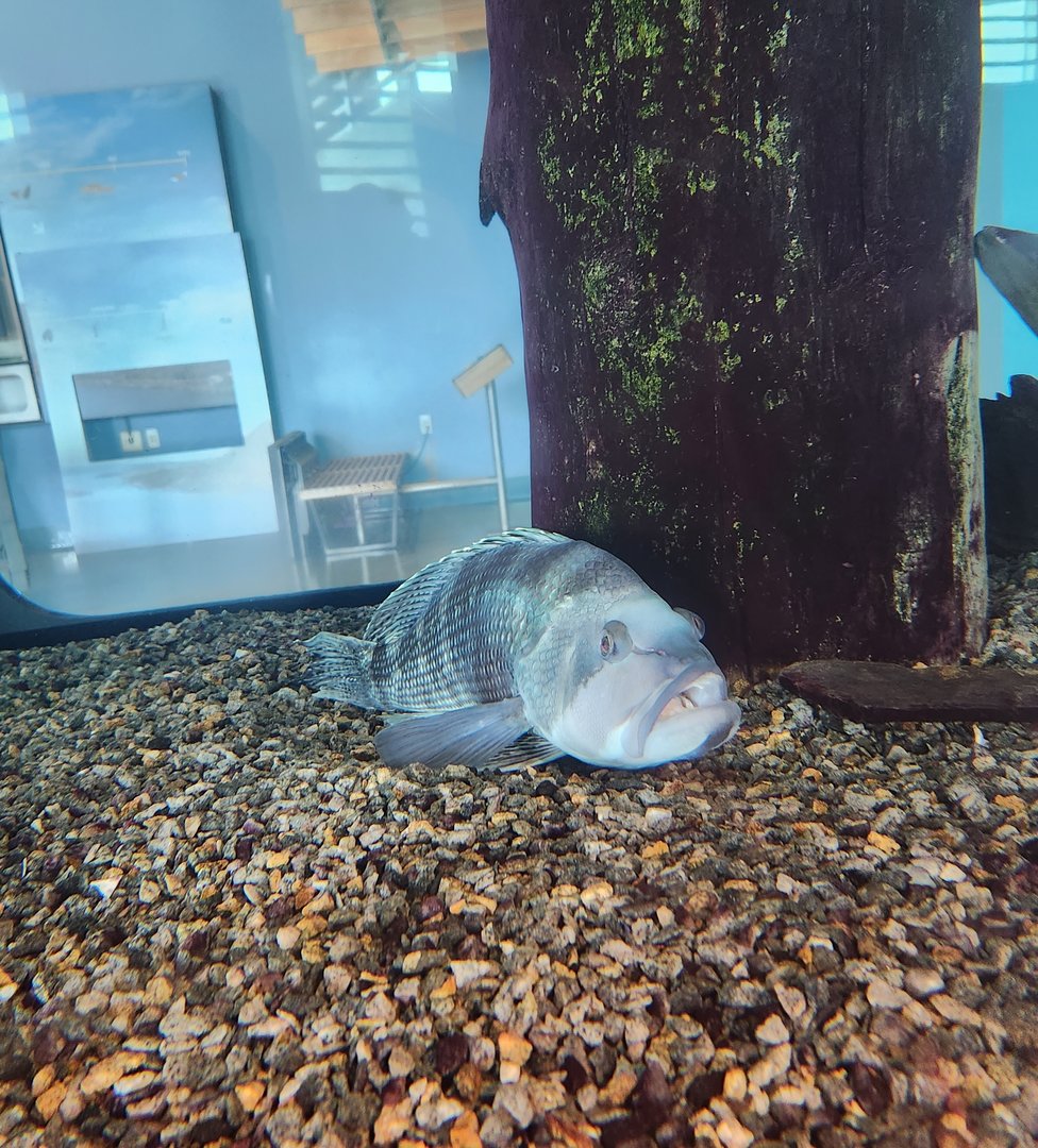 Liberty Science Center (2023) - Black Sea Bass