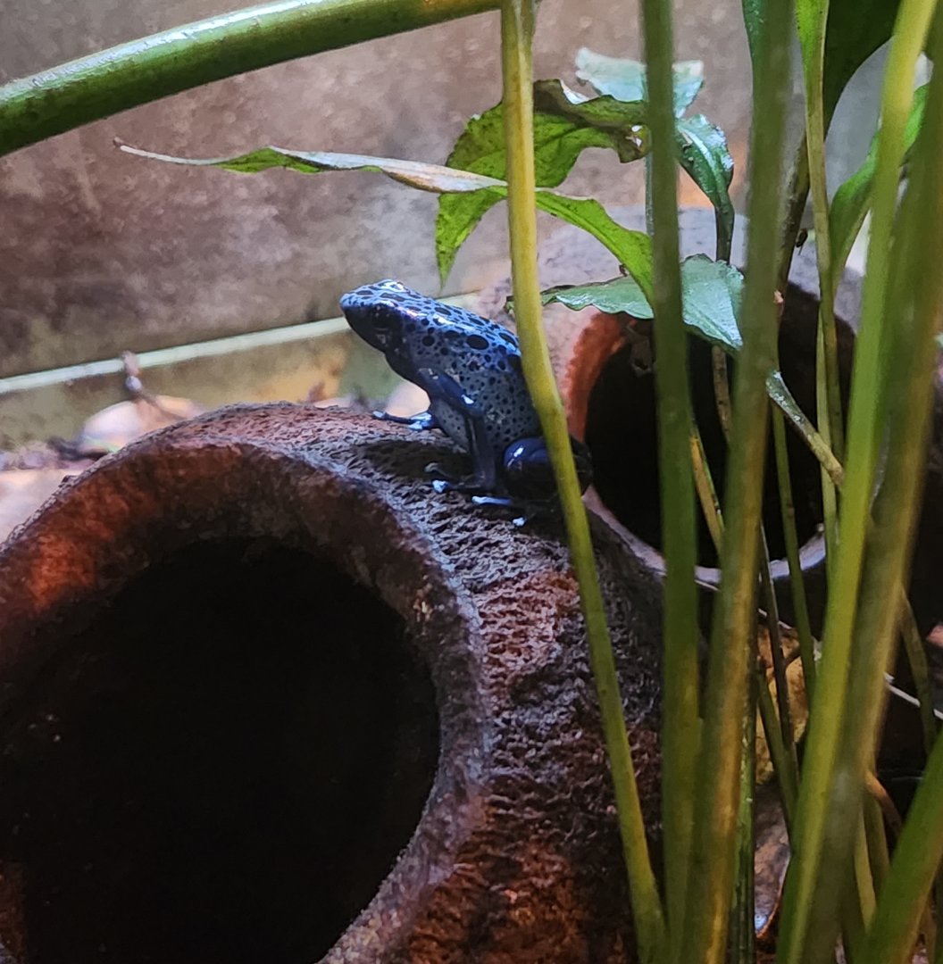 Liberty Science Center (2023) - Blue Poison Dart Frog