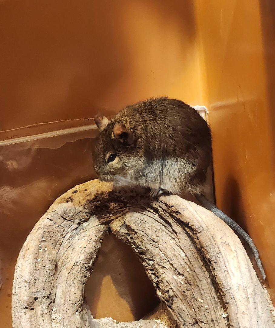Liberty Science Center (2023) - Common Degu
