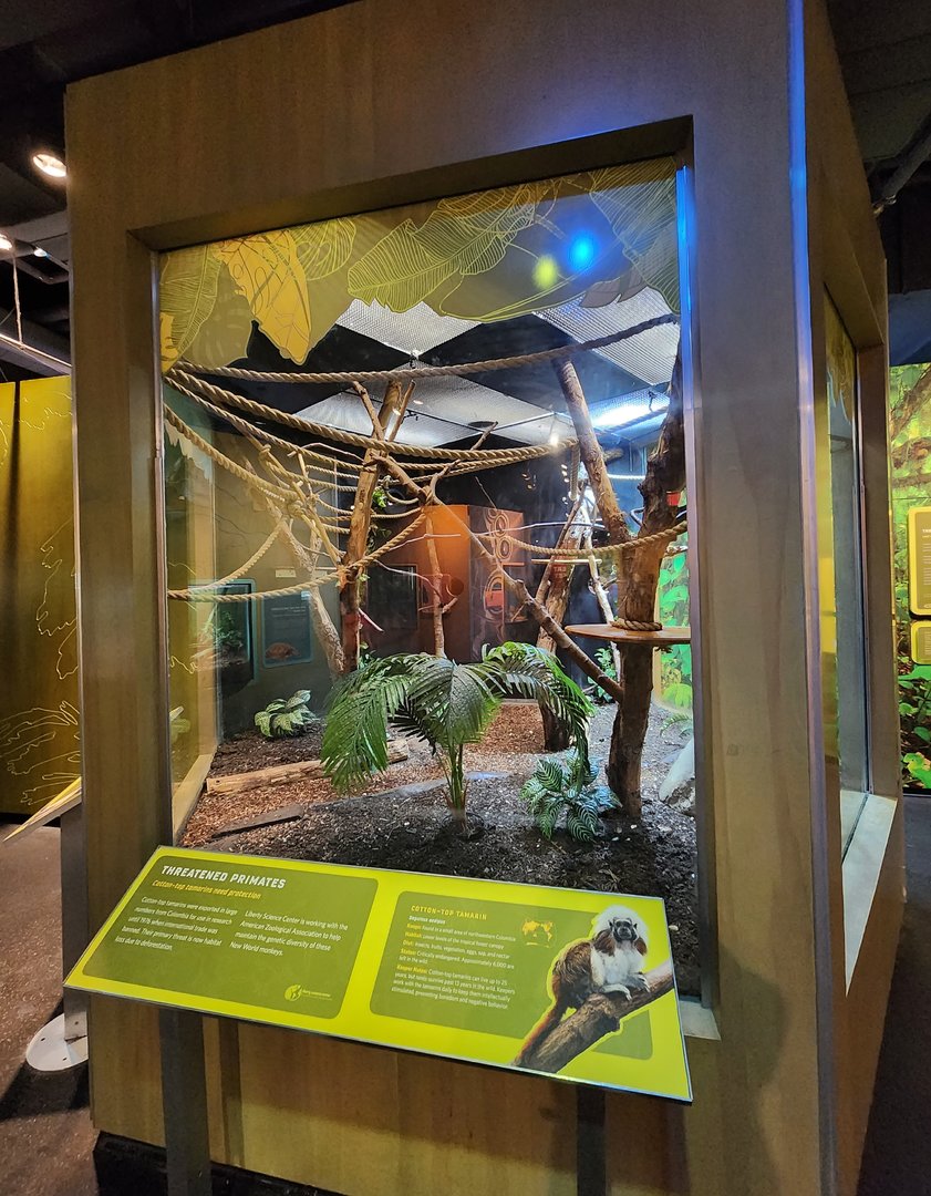 Liberty Science Center (2023) - Cottontop Tamarin enclosure