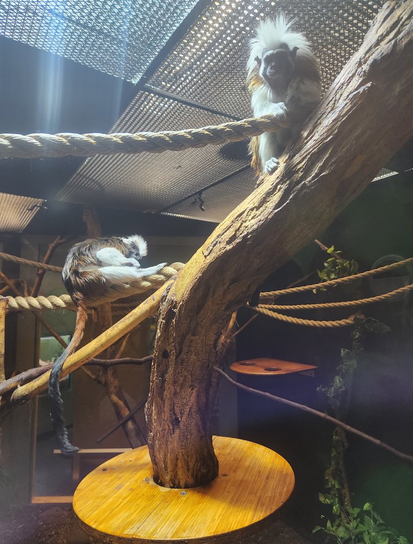 Liberty Science Center (2023) - Cottontop Tamarins
