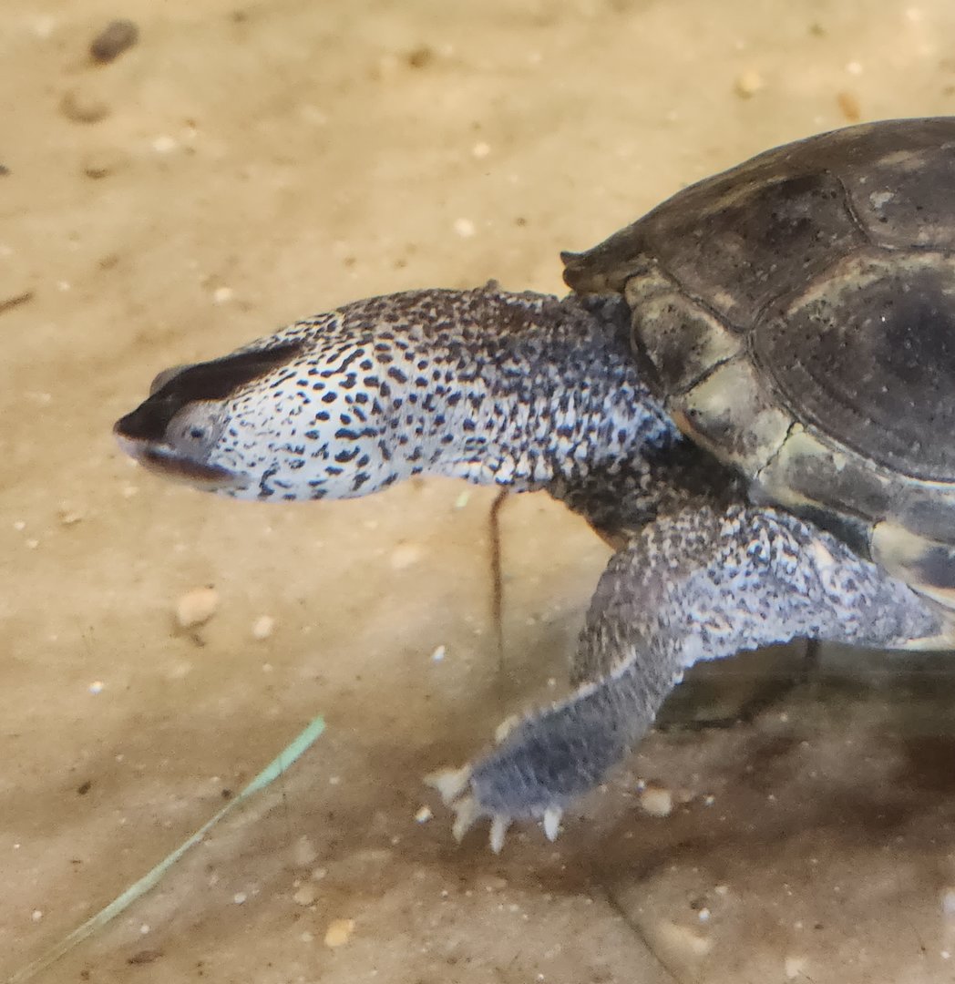 Liberty Science Center (2023) - Diamondback Terrapin