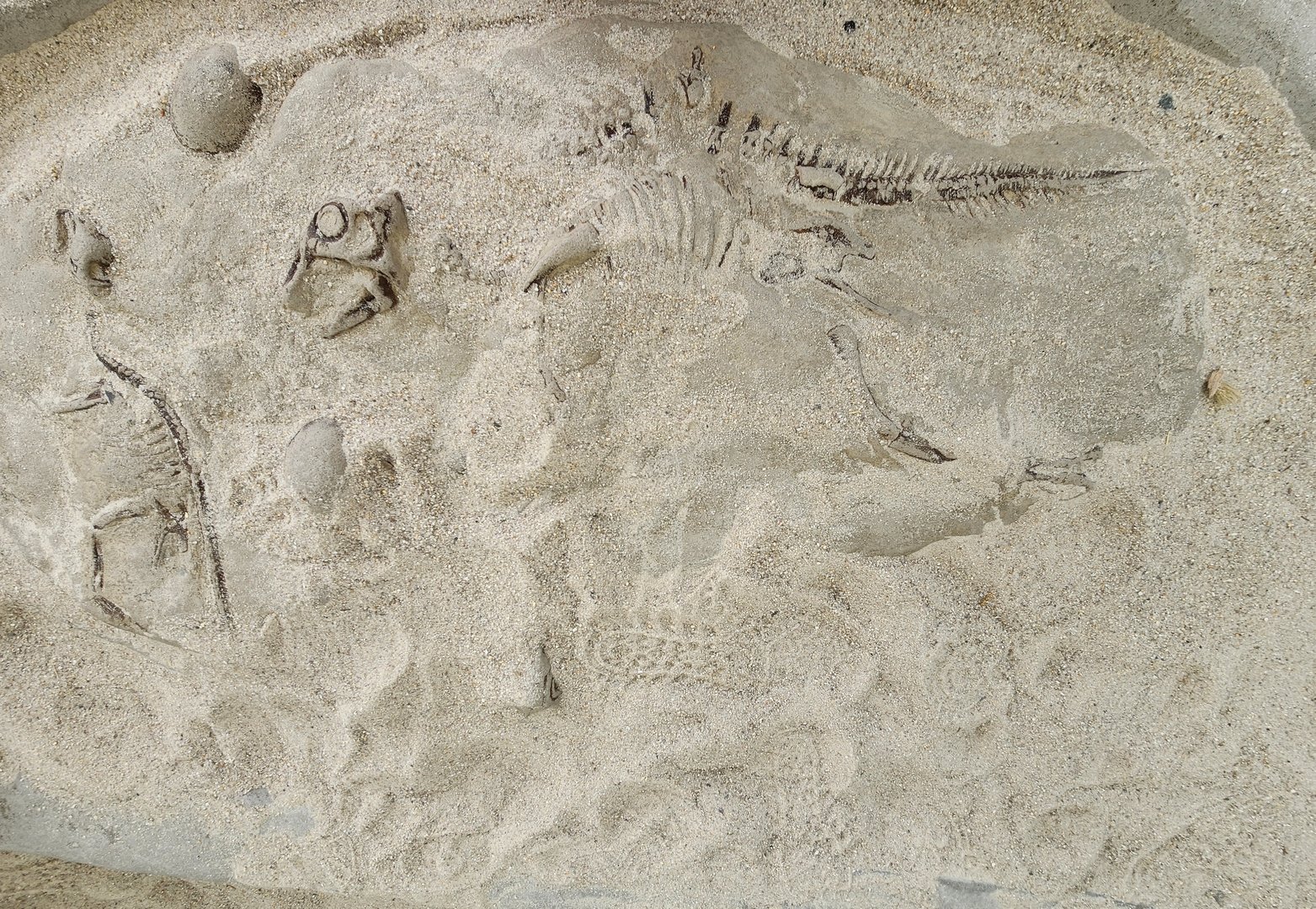 Liberty Science Center (2023) - Dino Dig fossil