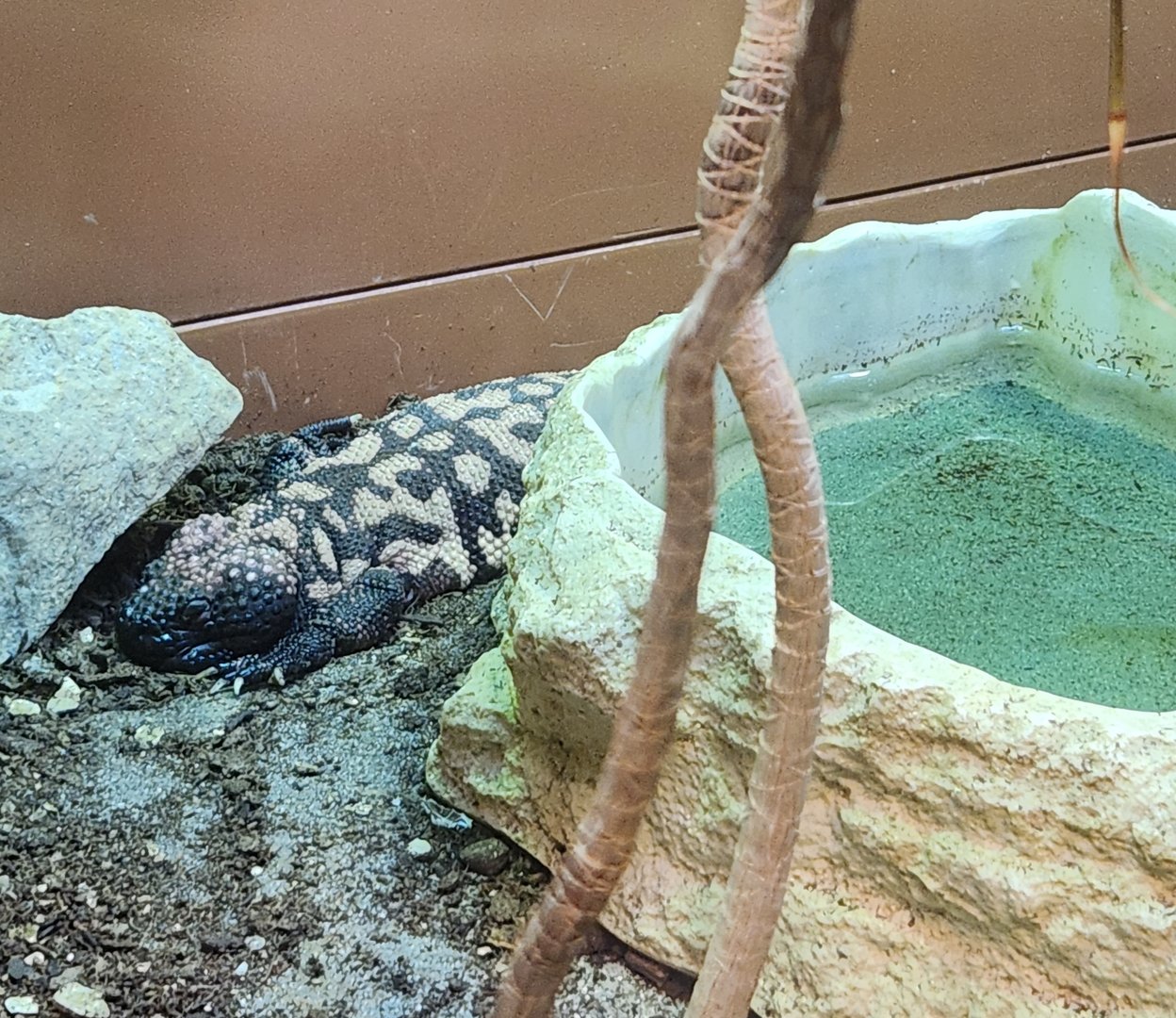 Liberty Science Center (2023) - Gila Monster