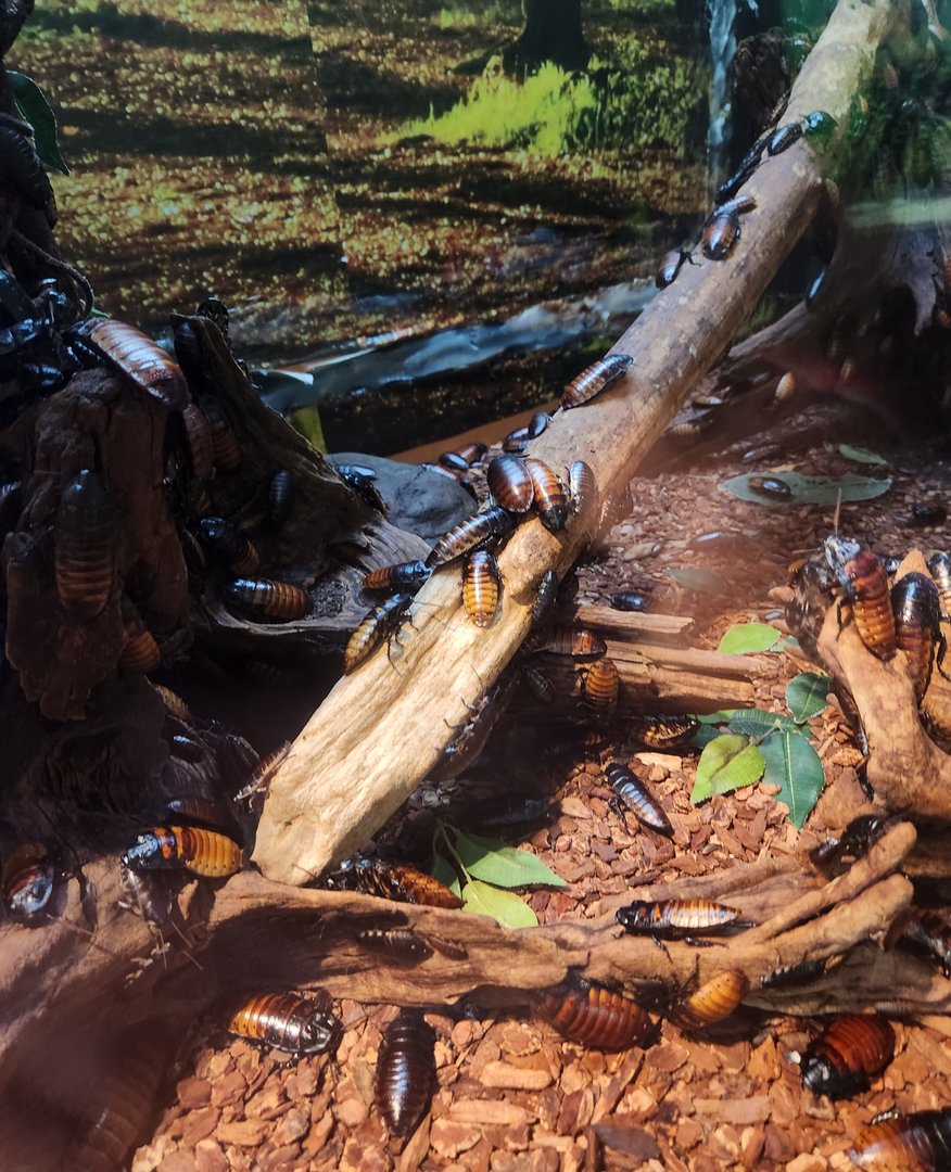 Liberty Science Center (2023) - Madagascan Hissing Cockroaches