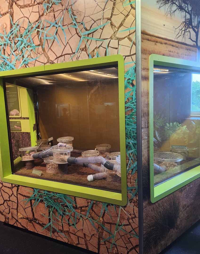 Liberty Science Center (2023) - Naked Mole Rat exhibit