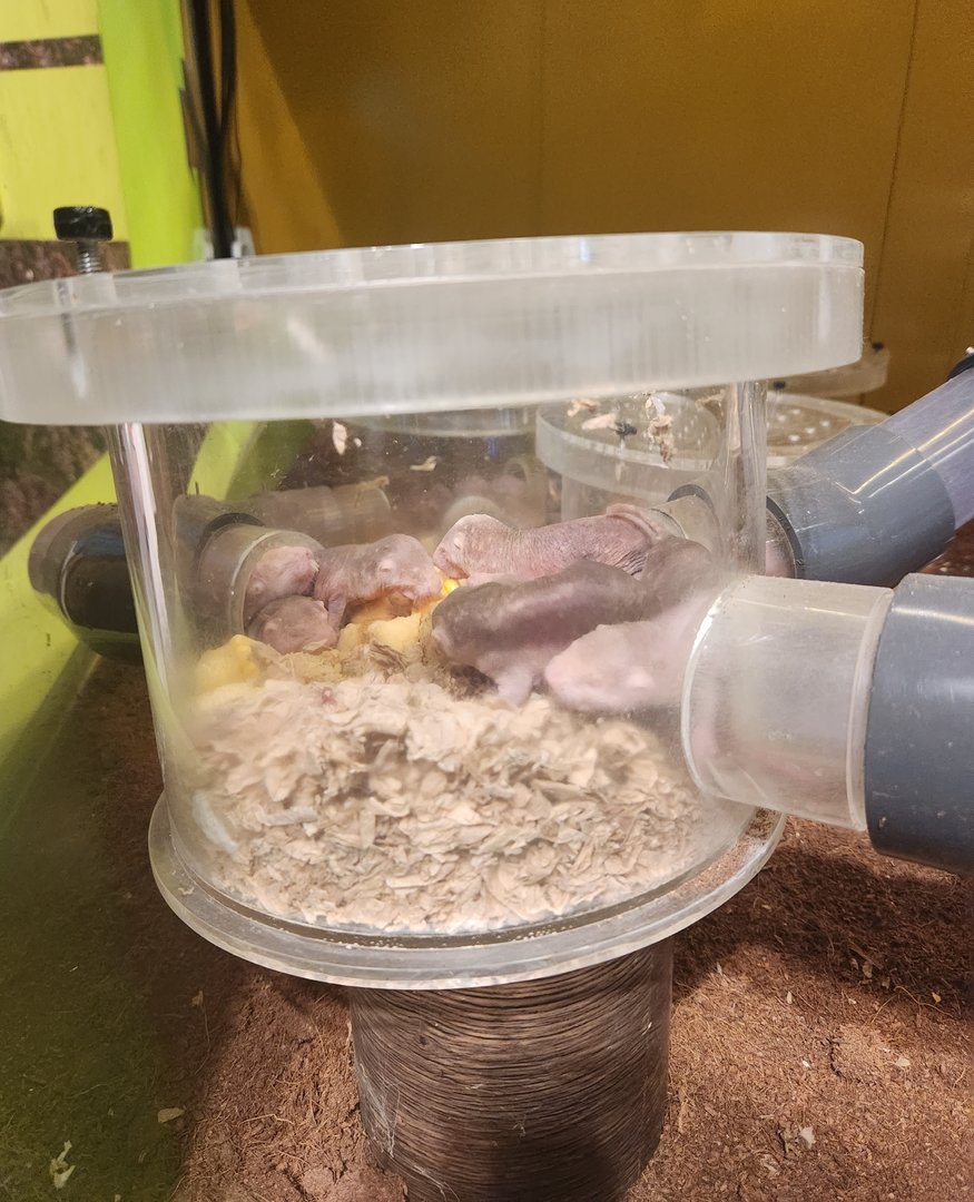 Liberty Science Center (2023) - Naked Mole Rats