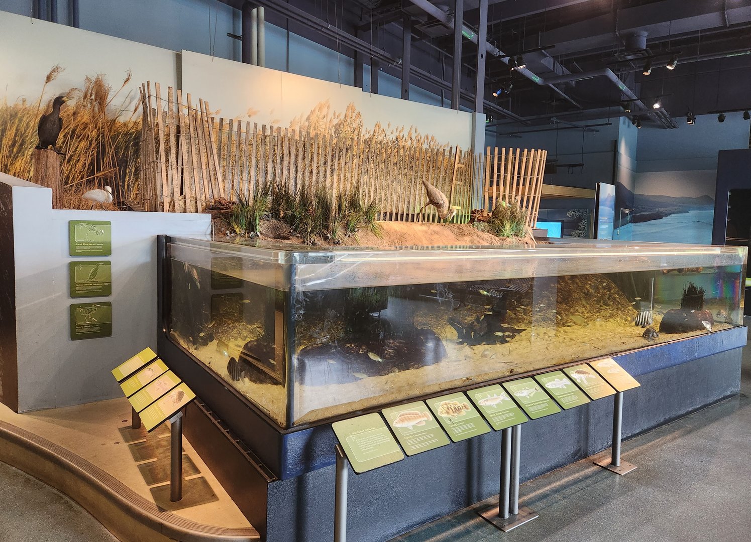 Liberty Science Center (2023) - Our Hudson Home (wetland habitat)