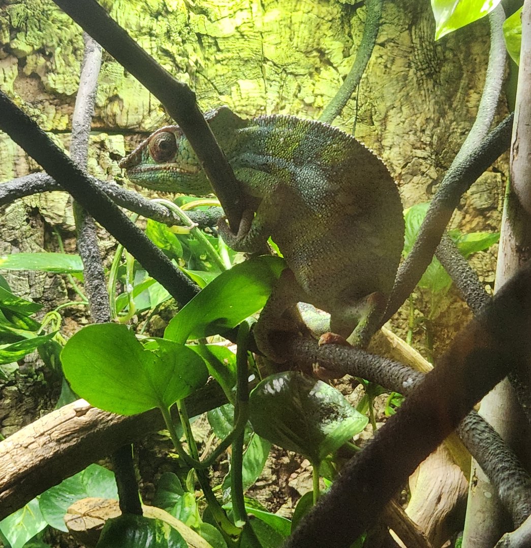 Liberty Science Center (2023) - Panther Chameleon