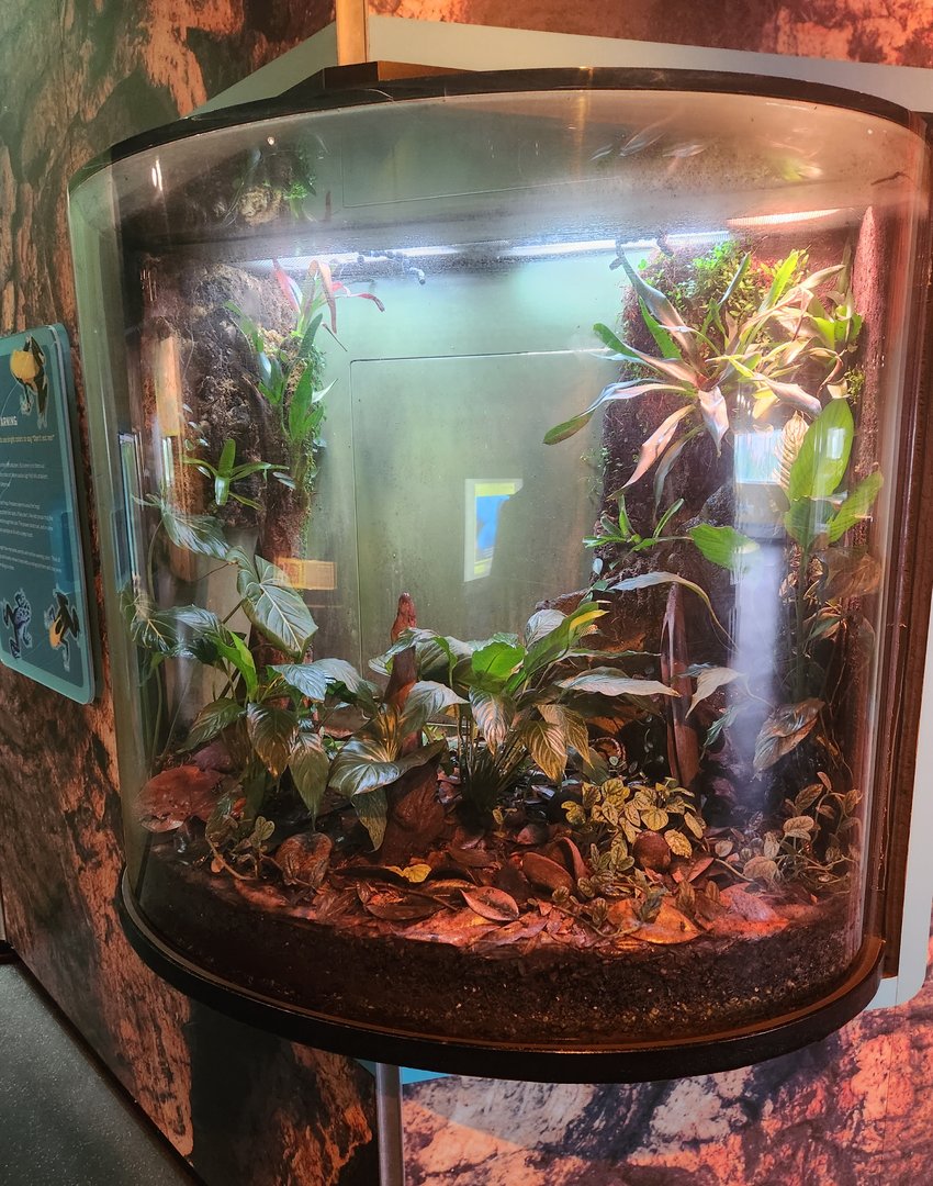 Liberty Science Center (2023) - Poison Dart Frog exhibit