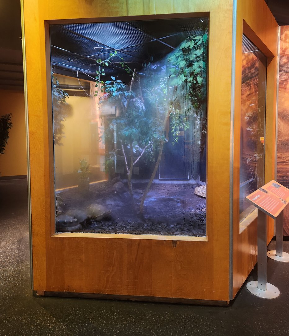 Liberty Science Center (2023) - Red-footed Tortoise exhibit